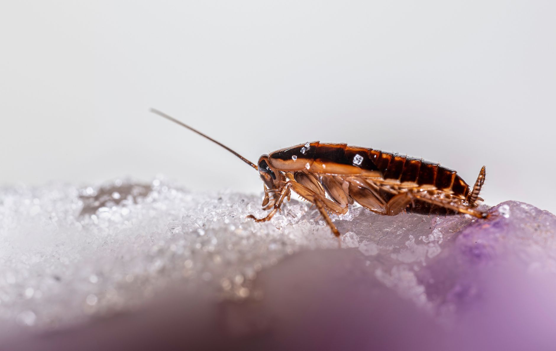 Macro shot of a cockroach on a glistening crystalline surface, showcasing details and textures.