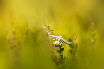 Jasa Pembuatan Web Sukoharjo - gambar berkualitas
