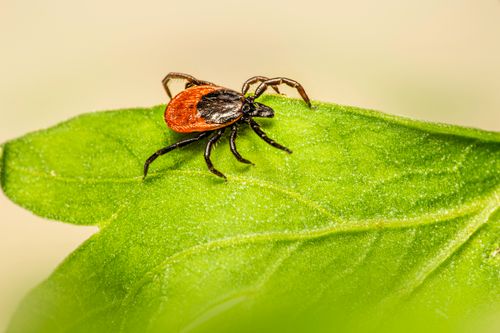 Free Macro image of a castor bean tick (Ixodes ricinus) on a green leaf, showcasing its parasitic nature. Stock Photo
