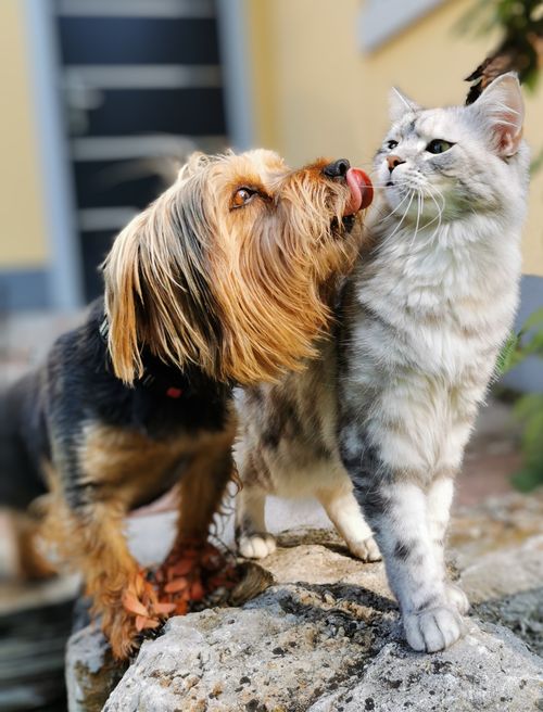 Free Cute dog playfully licking a cat while enjoying a sunny day outdoors. Stock Photo