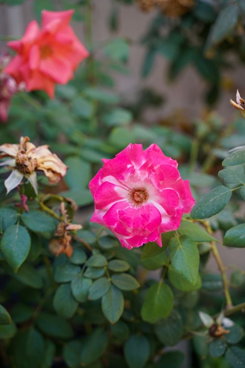 Free Close-up of a vivid pink rose in full bloom surrounded by lush green leaves in Jerusalem. Stock Photo