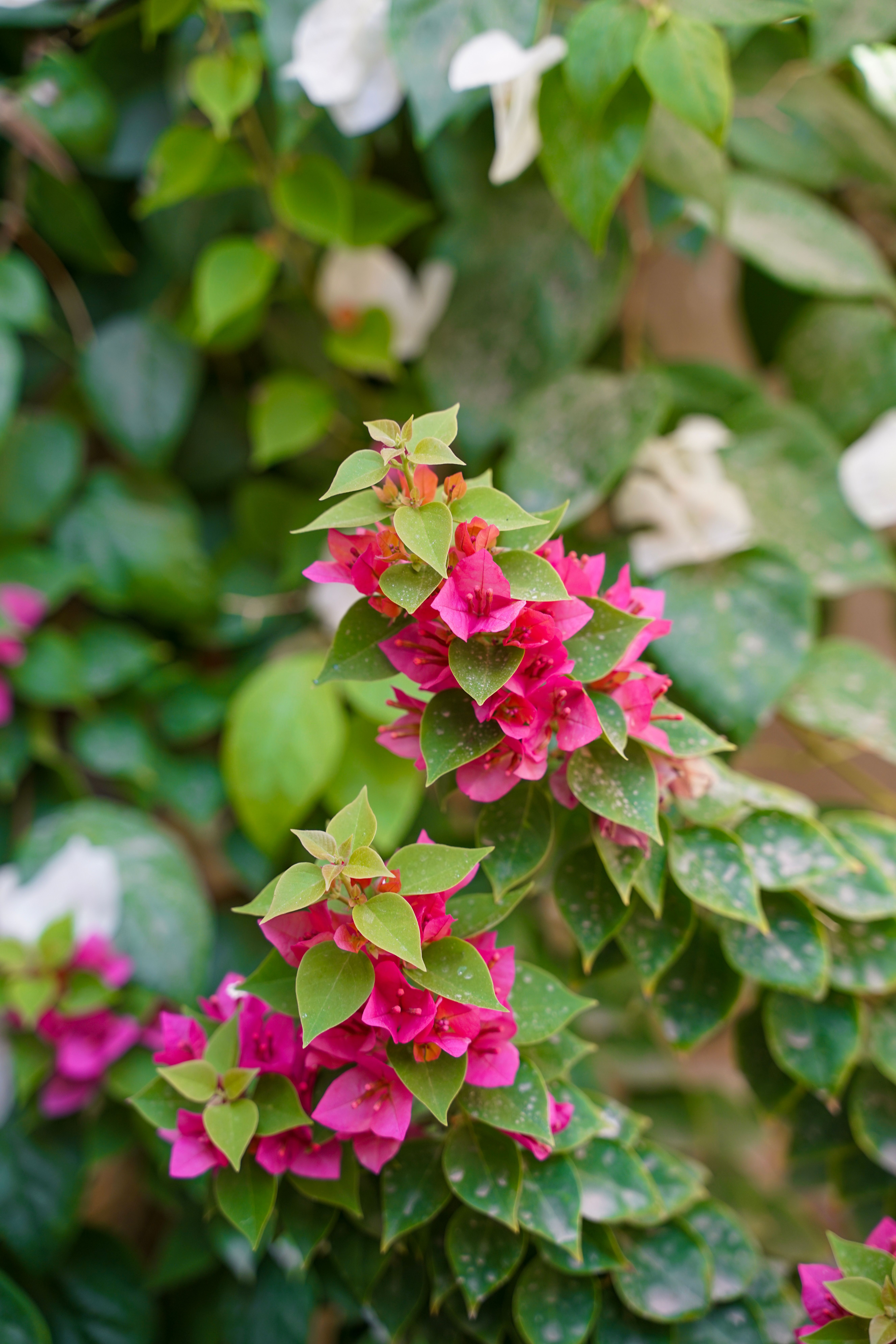 Vibrant Bougainvillea Blooms in Lush Garden Setting · Free Stock Photo