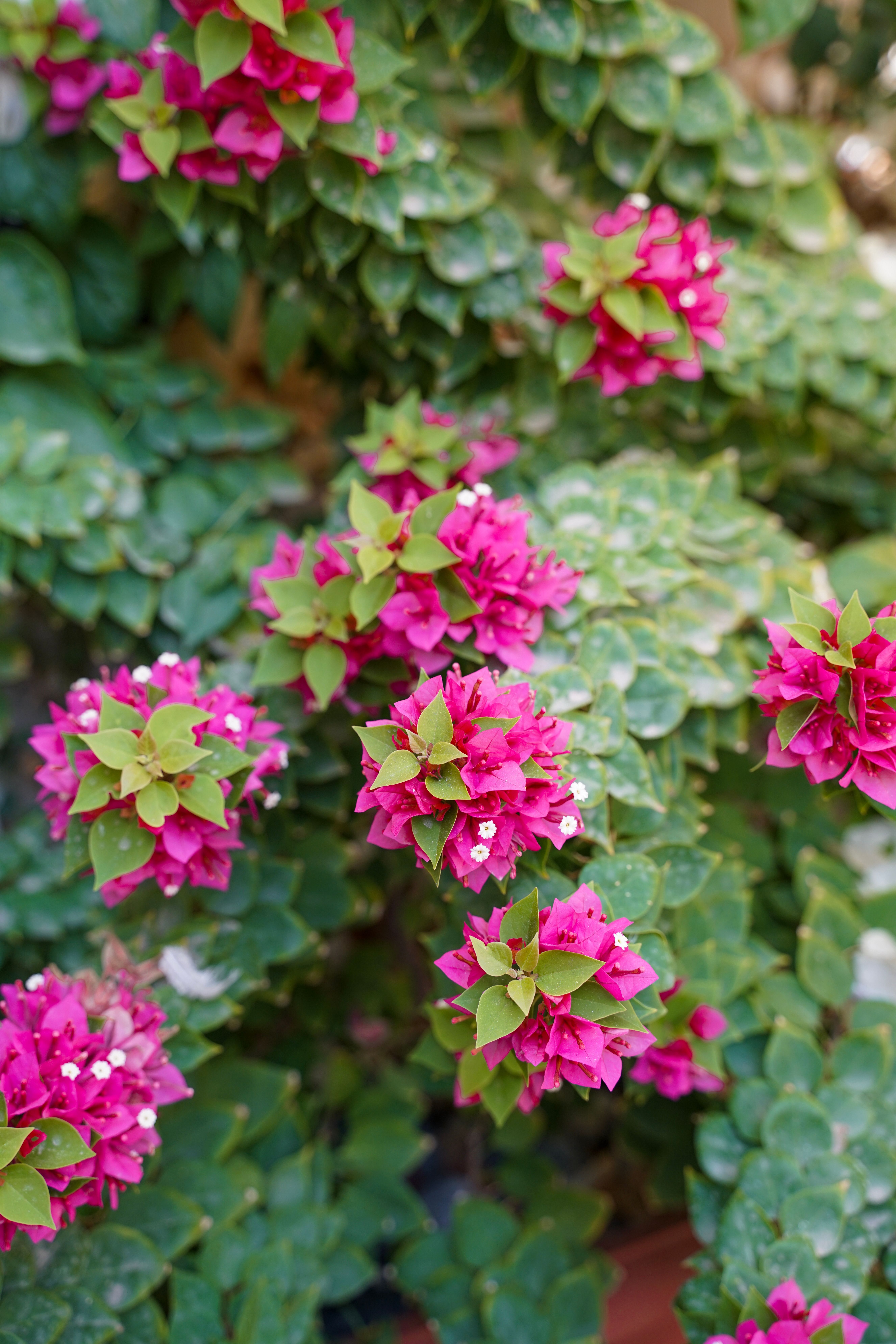 [ColoSach]-lush-bougainvillea-flowers-with-vivid-pink-bracts-and-green-leaves-on-a-sunny-day.