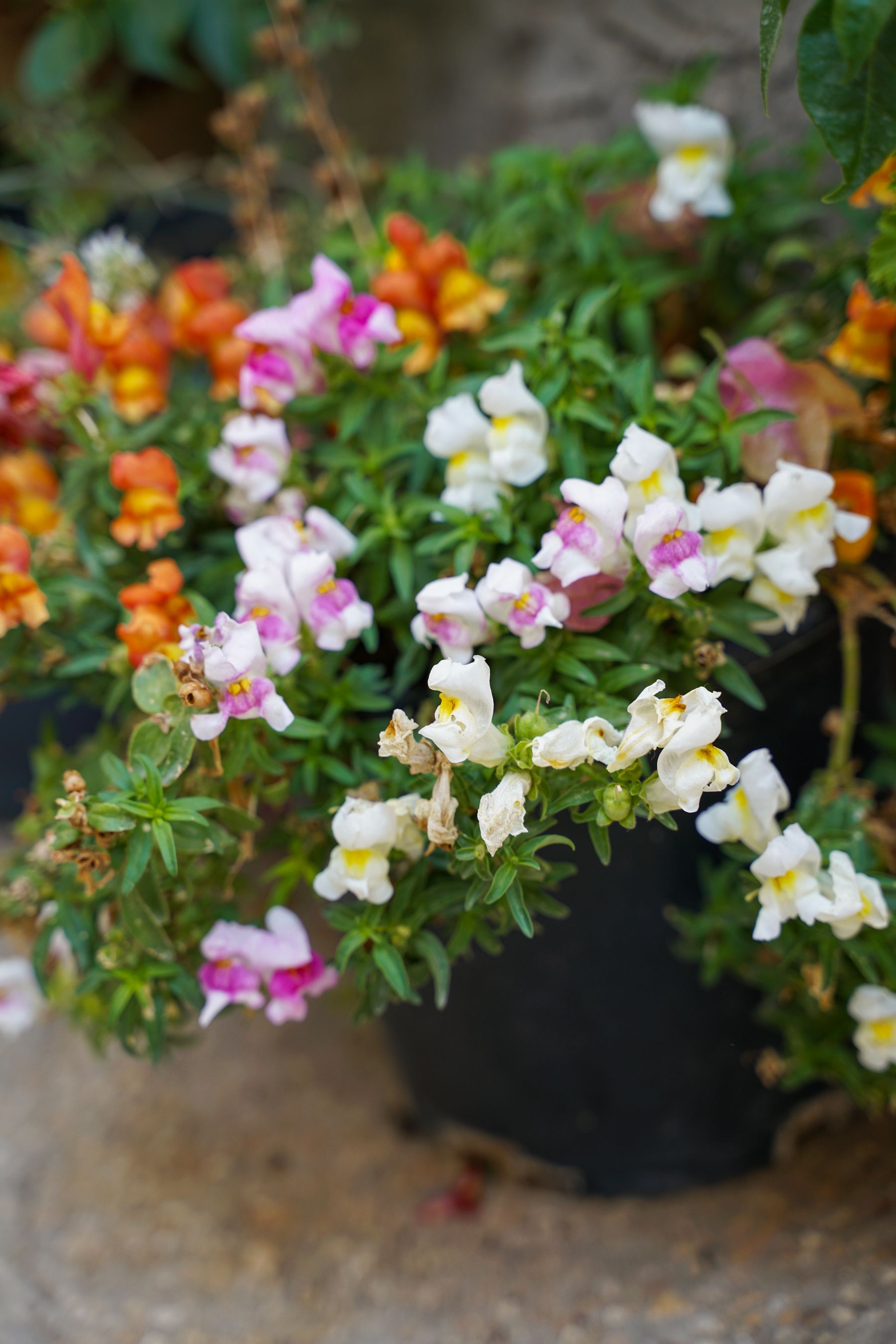 Colorful snapdragons in a garden