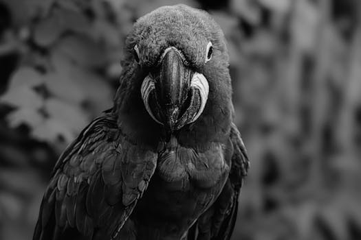 Captivating black and white portrait of a macaw parrot at Vincennes Zoo, France.