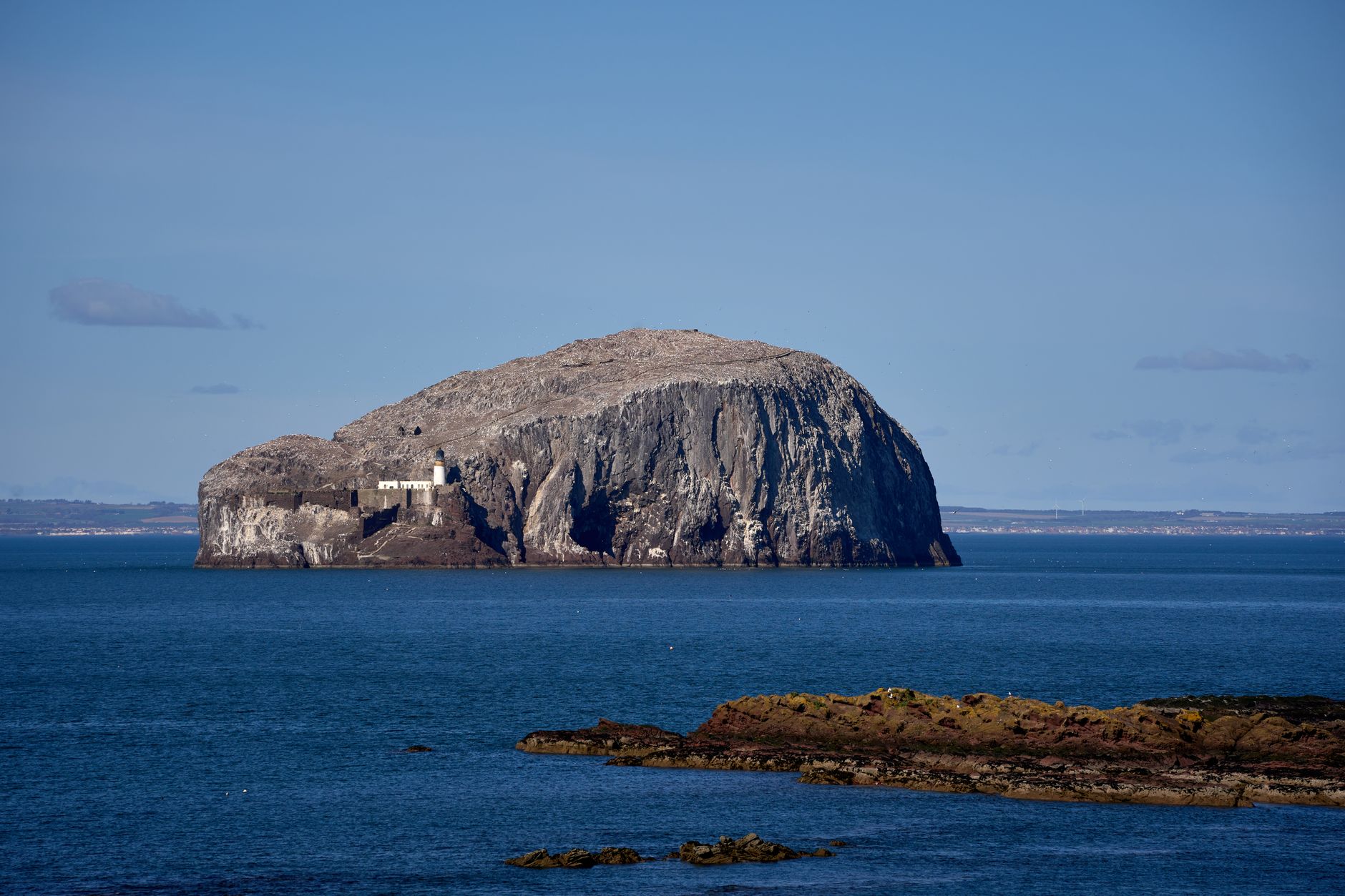 Bass Rock Gannets