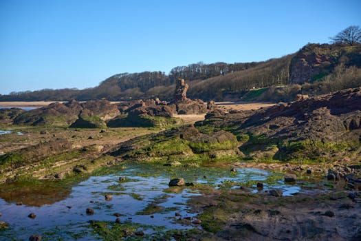 Free stock photo of algae, beach, blue sky