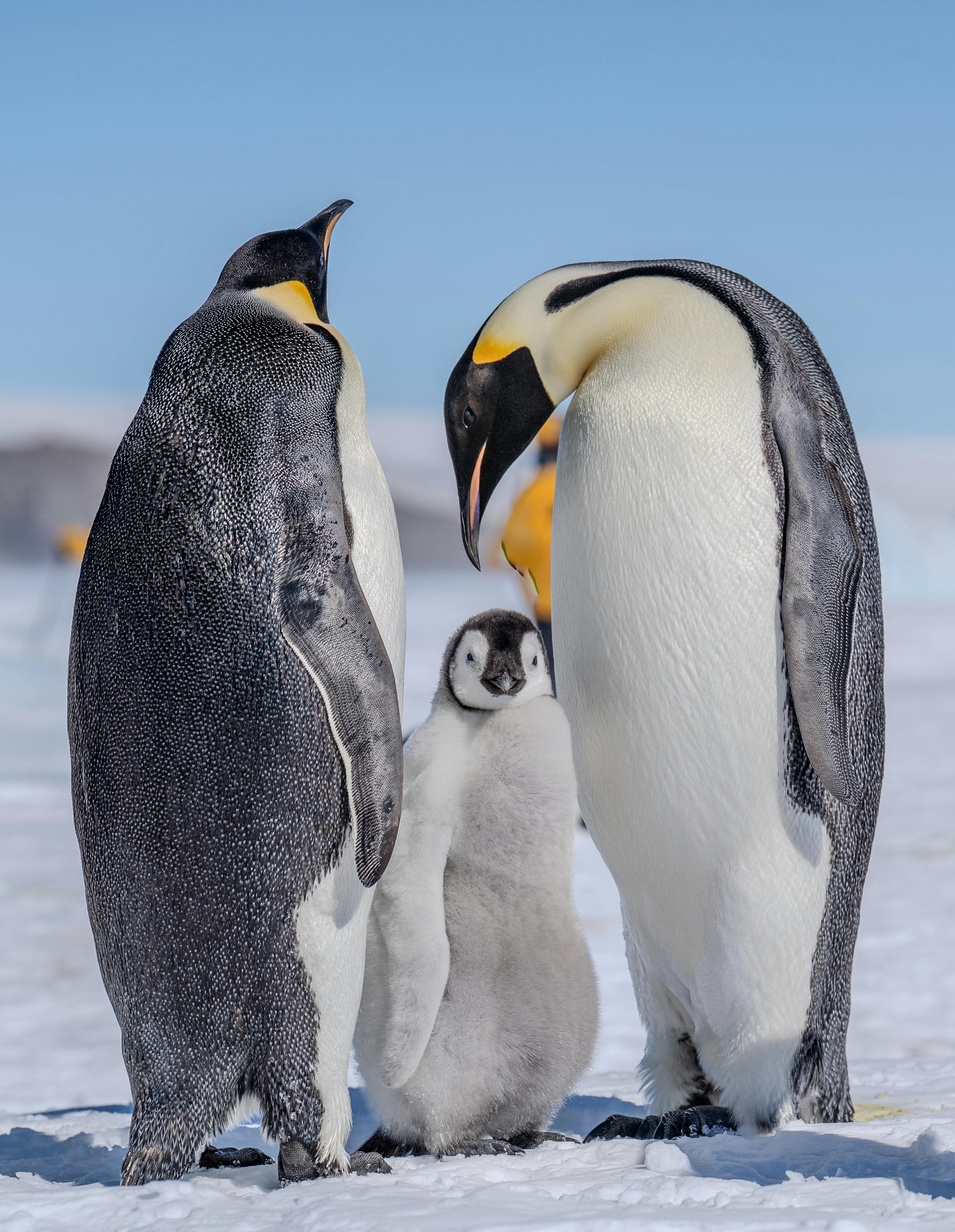 A heartwarming scene of Emperor Penguins caring for their chick in the cold Antarctic snow.