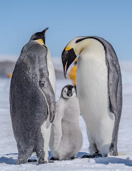 A heartwarming scene of Emperor Penguins caring for their chick in the cold Antarctic snow.