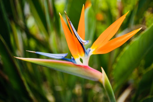 Photo by Brent Keane Free stock photo of bird of paradise, floral, hawaii