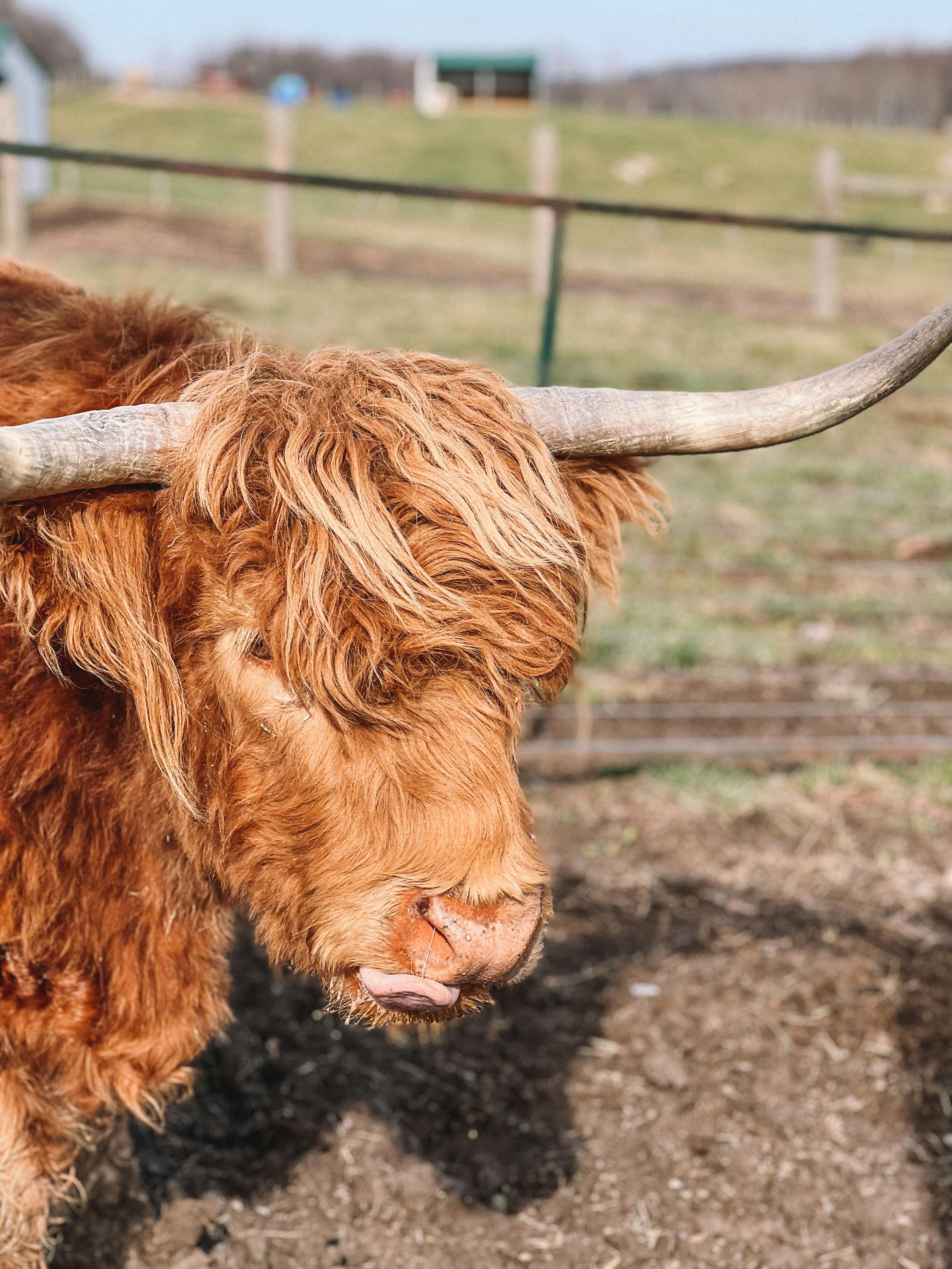 Gratuit Gros plan sur une vache Highland aux longues cornes dans un pâturage. Photos