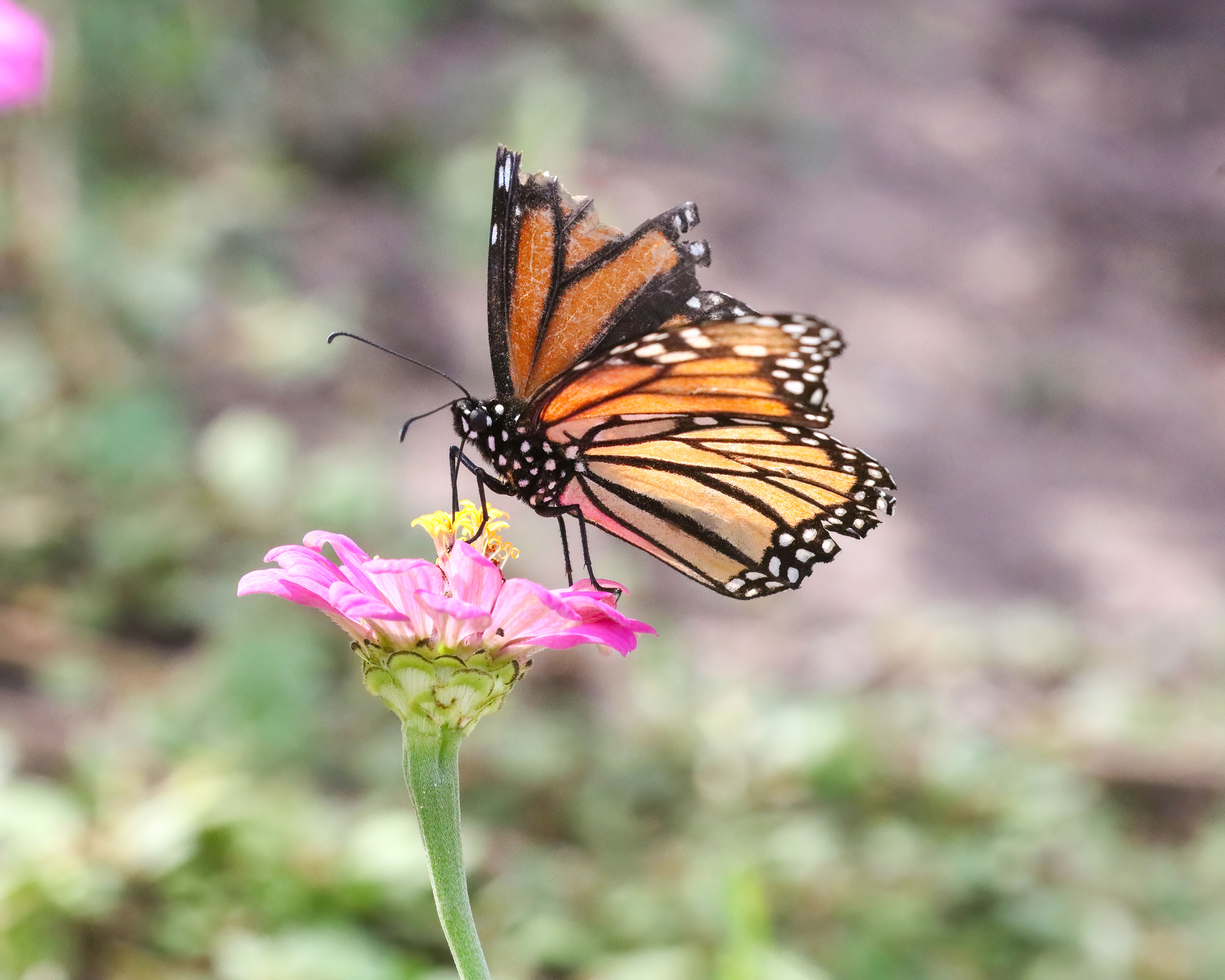 Herbarium/Butterfly Rearing workshop