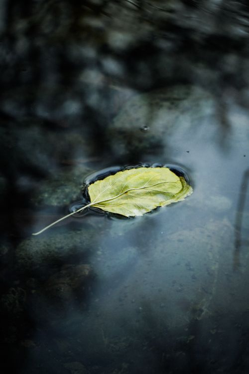 Free A single yellow autumn leaf floats on clear water, creating a serene and tranquil scene. Stock Photo