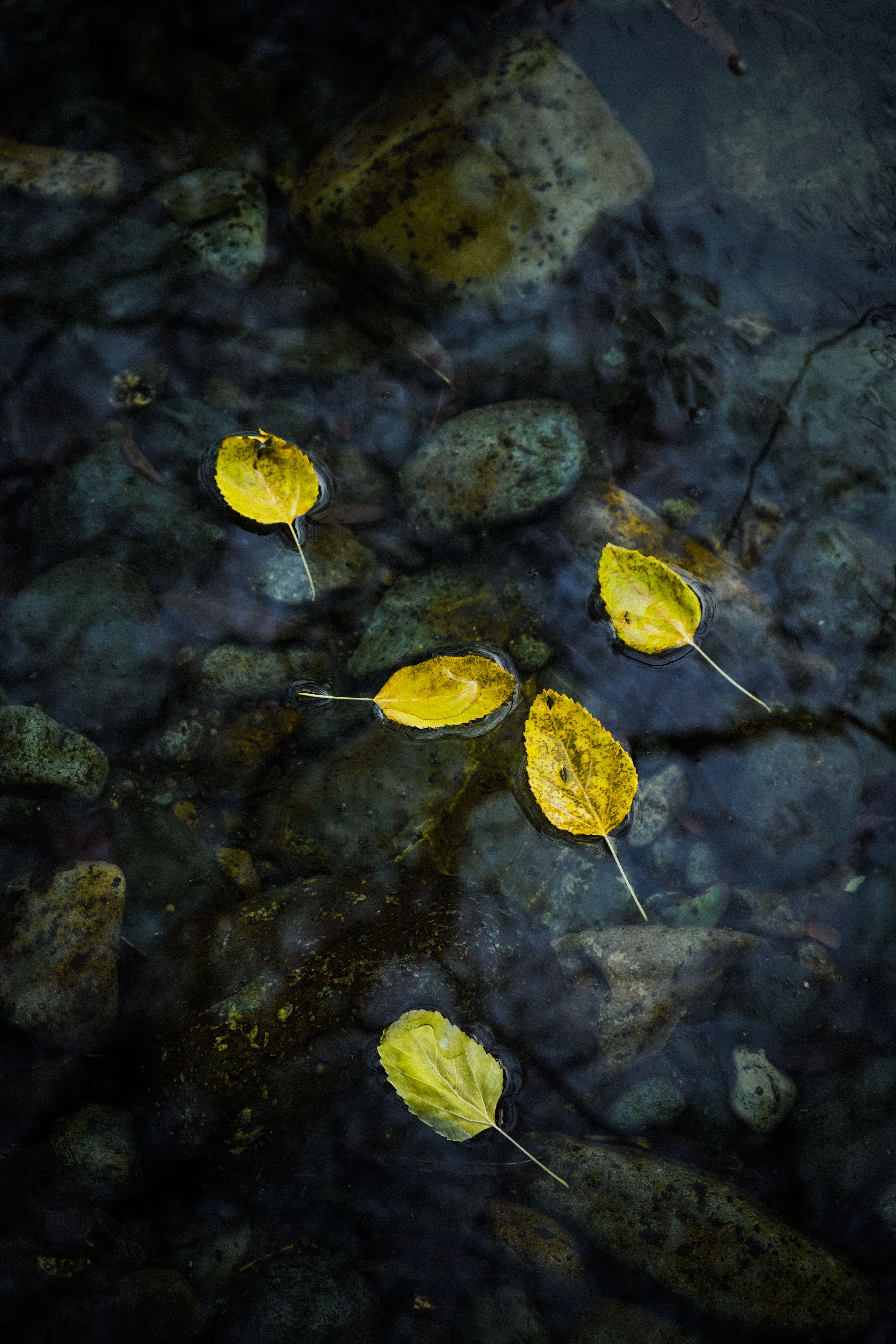 Yellow Autumn Leaves Floating on Water Stream · Free Stock Photo