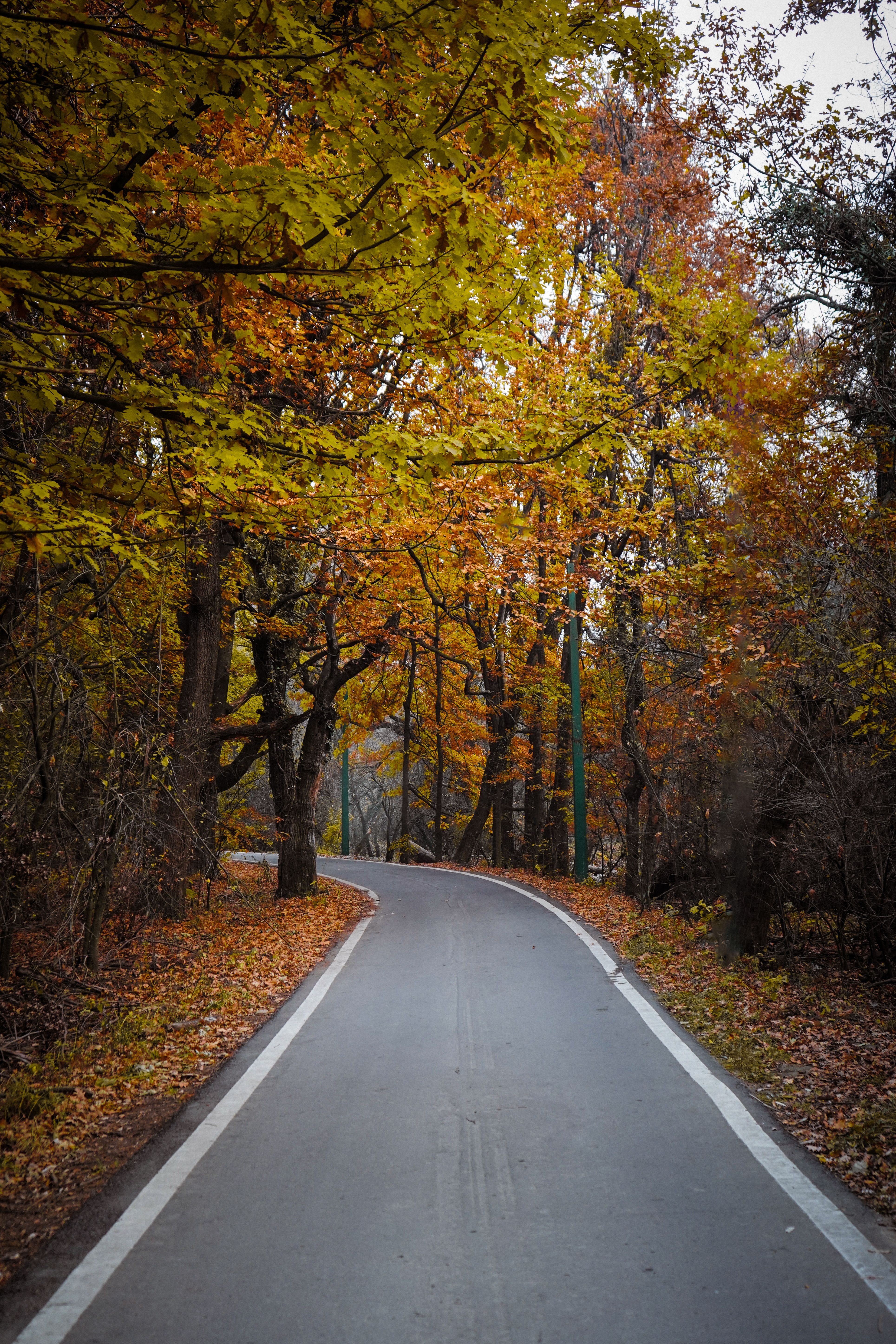Serene Autumn Pathway Through Colorful Forest · Free Stock Photo