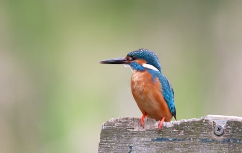 选择性聚焦摄影棕色木制表面上的蓝色和橙色鸟