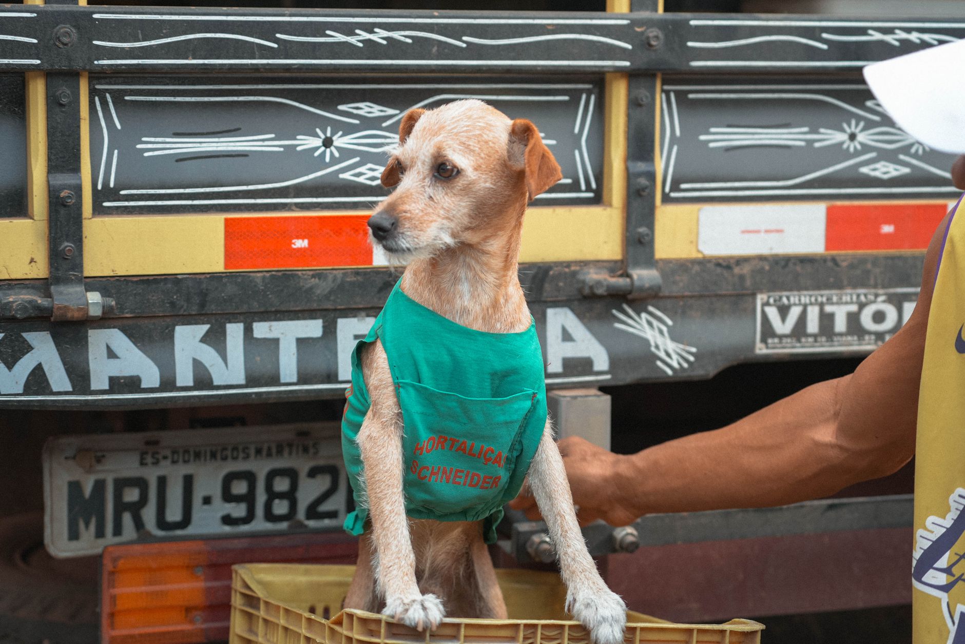 Palmas intensifica vacinação antirrábica para proteger animais e população