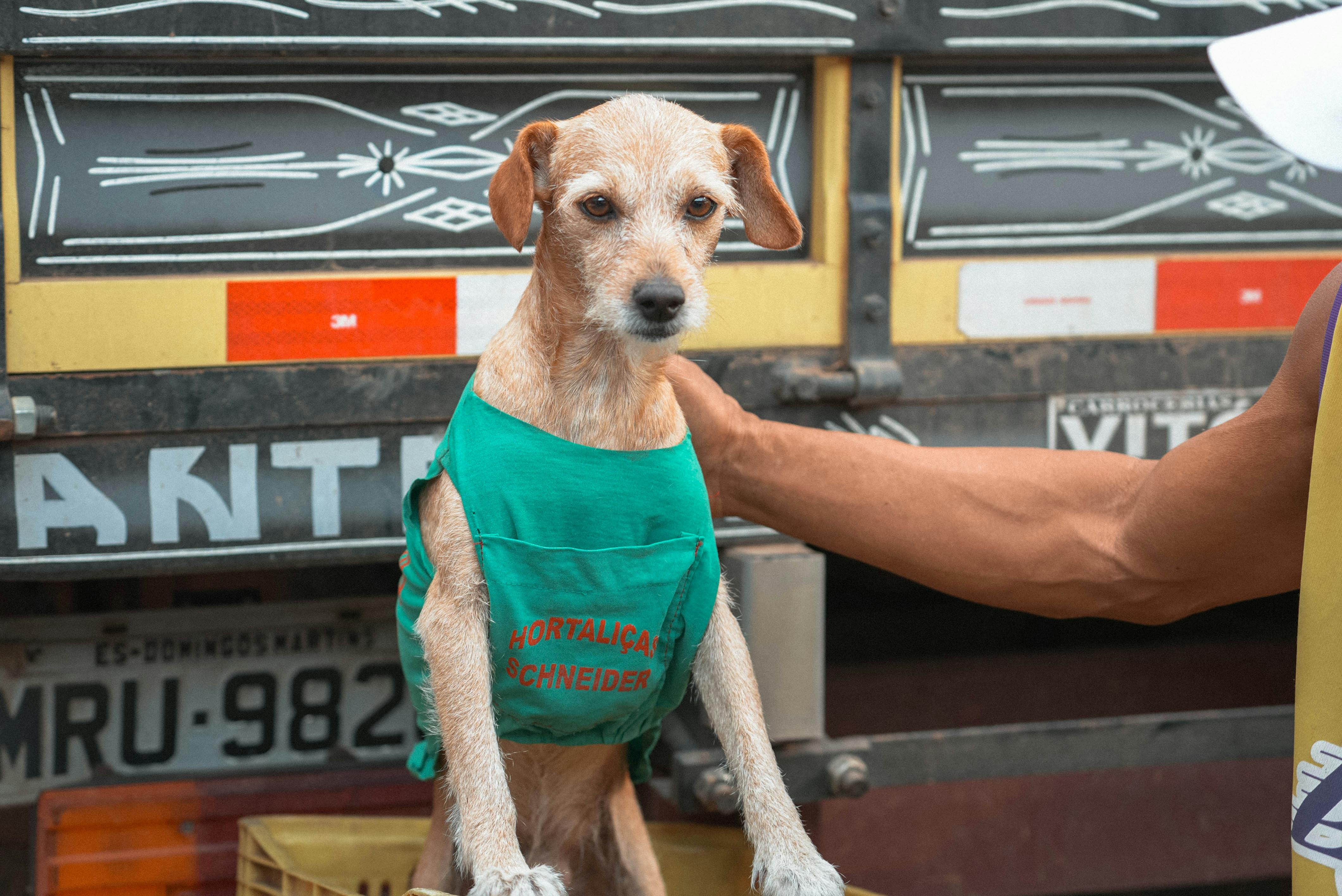 pet technology market — Photo by Matheus Amaral on Pexels