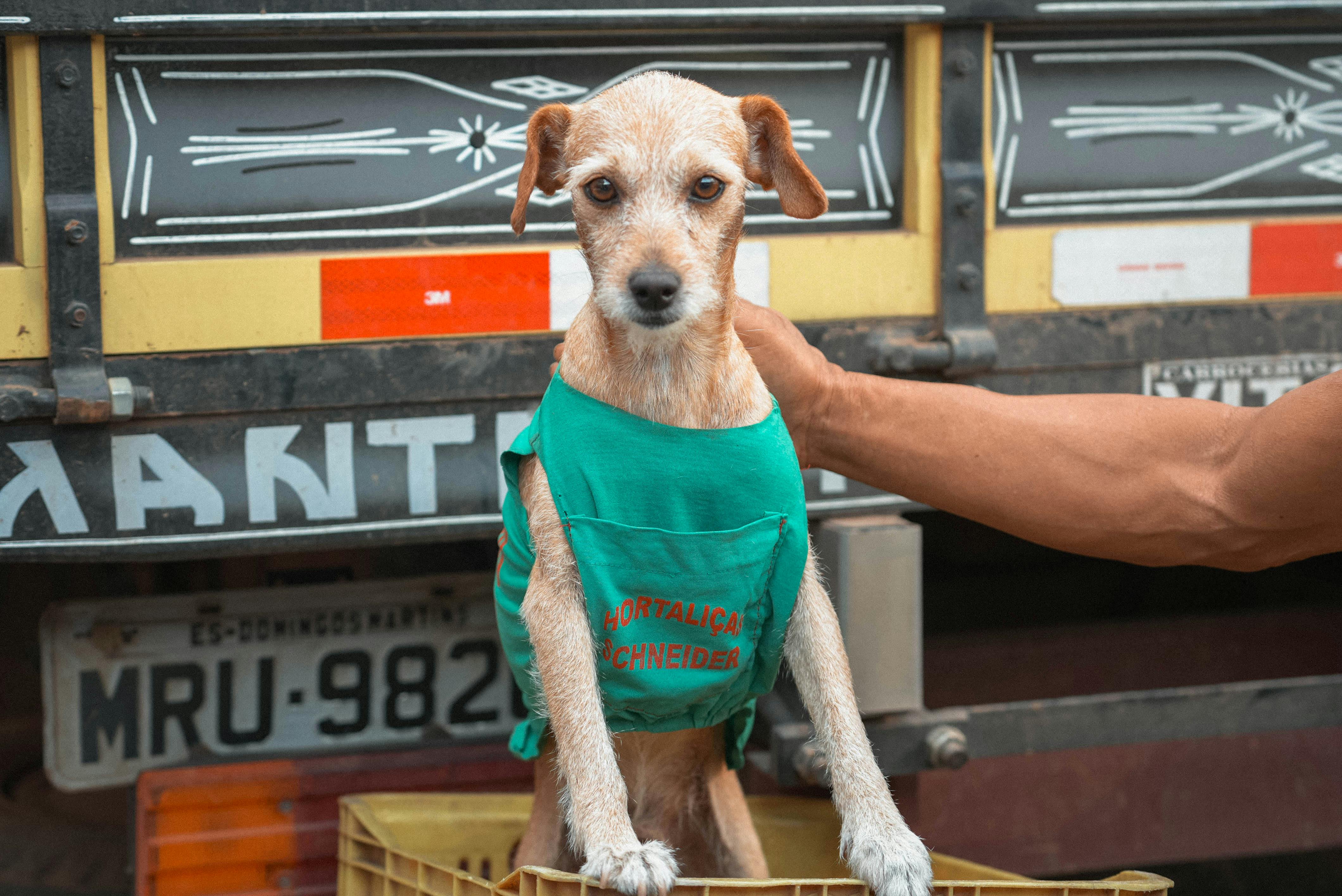 Pet Insurance Market to Accelerate as Veterinary Cost Pressure, — Photo by Matheus Amaral on Pexels