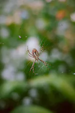 Jasa Pembuatan Web Sukoharjo - gambar berkualitas