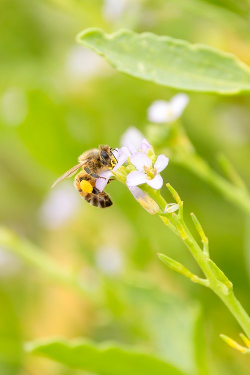 Free Bee pollinating flower at Culburra Beach, capturing nature's delicate process in vibrant detail. Stock Photo
