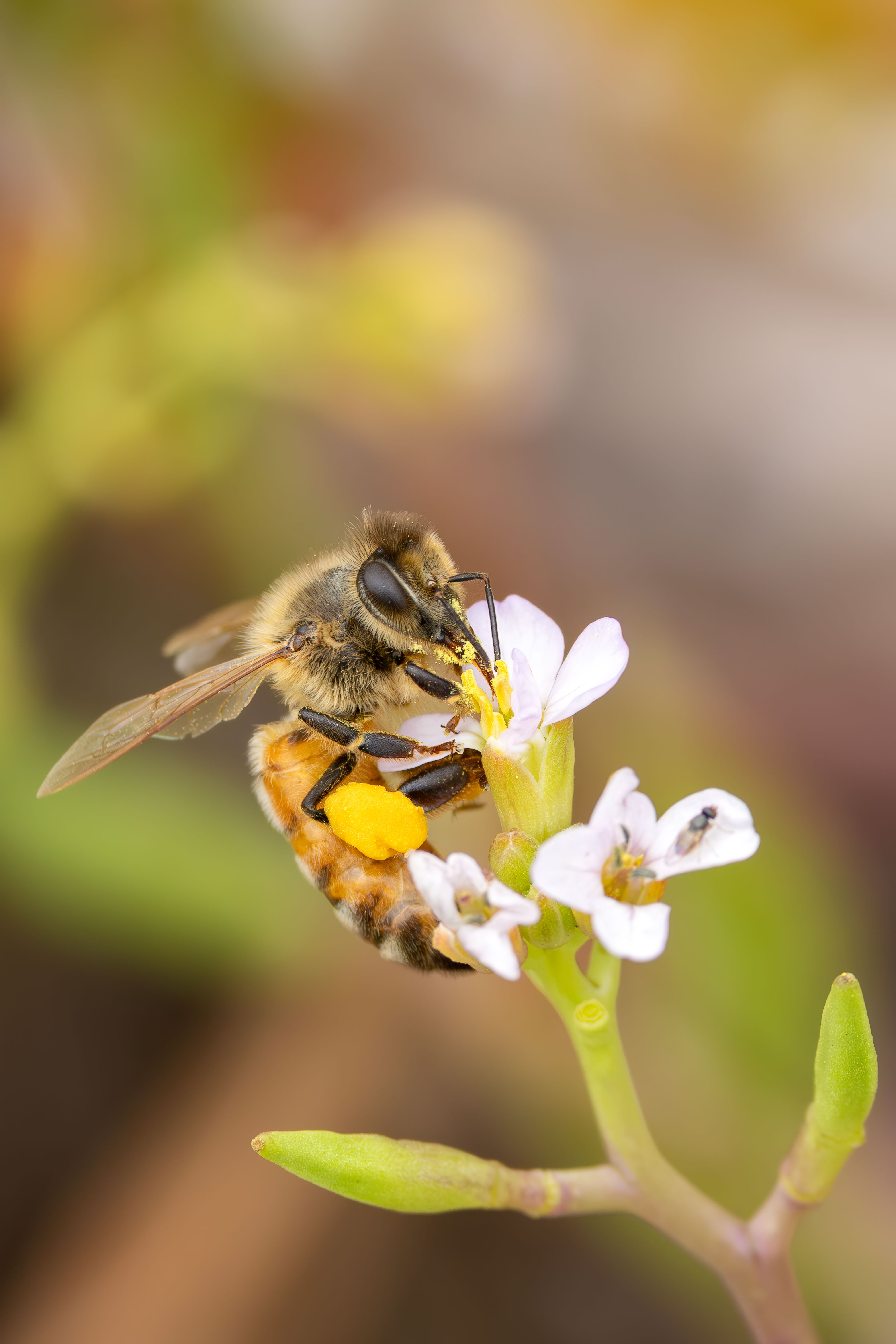 Honey Bee Pollinating Flower in Australia · Free Stock Photo