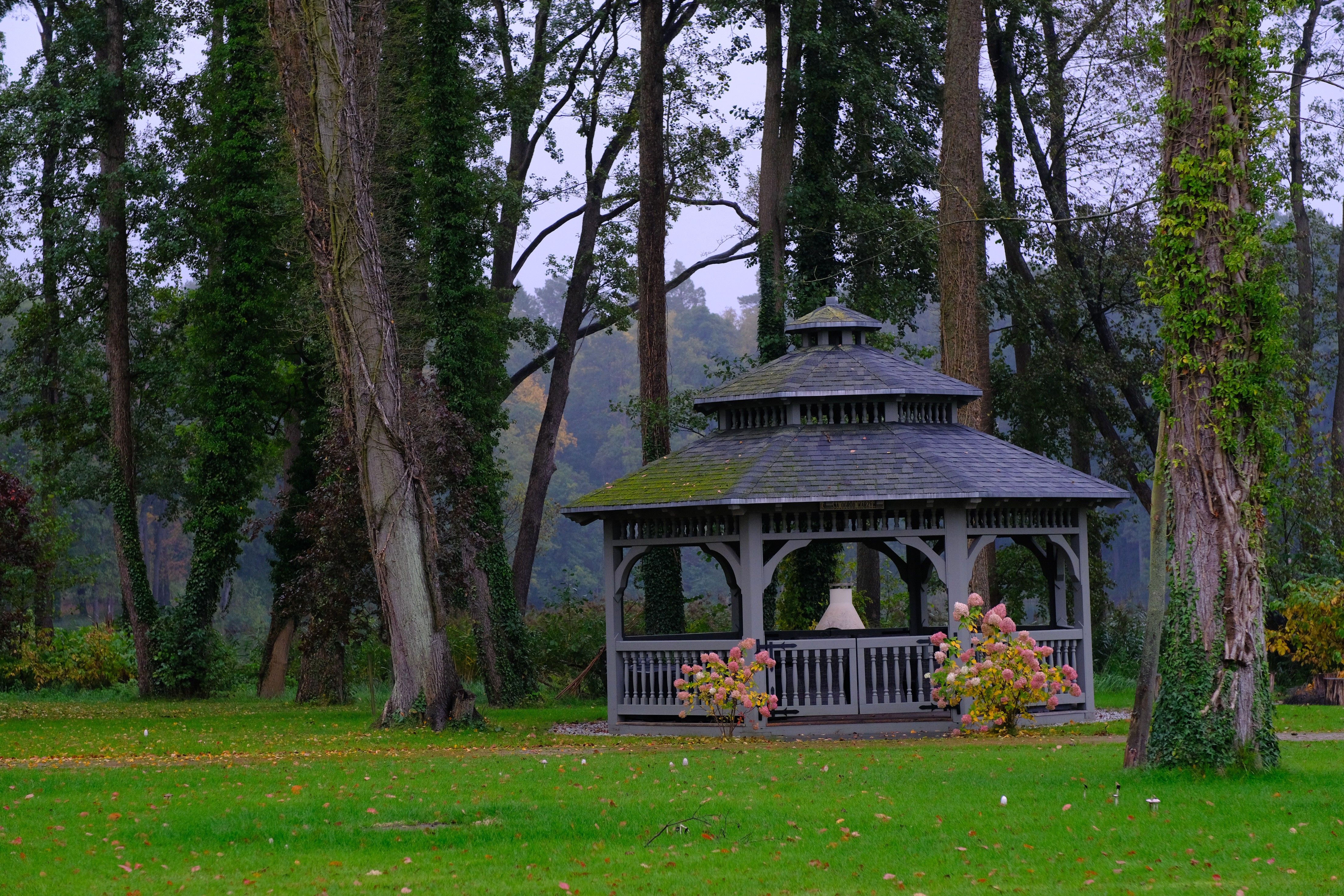 Serene Gazebo Amidst Lush Green Forest · Free Stock Photo