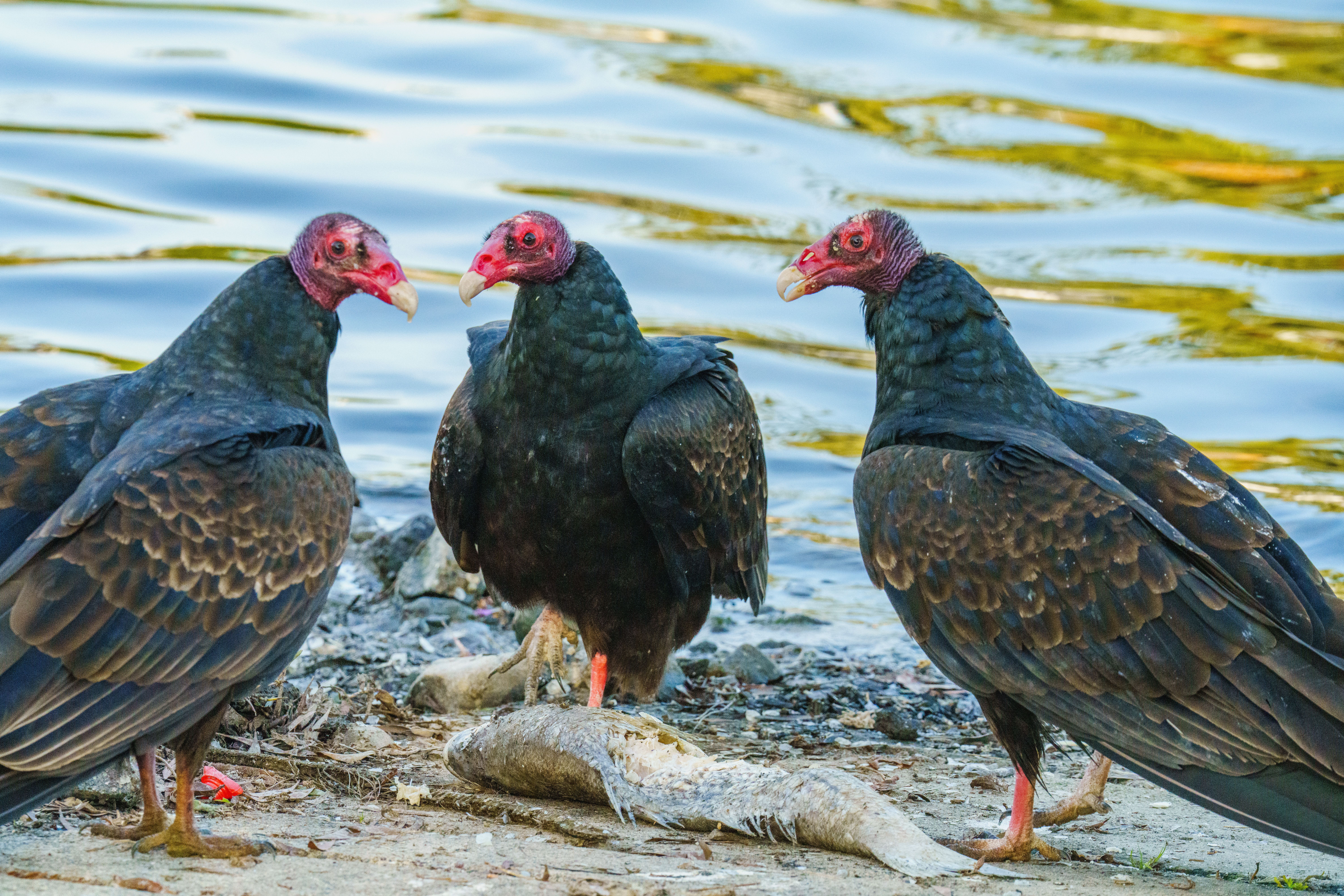 turkey vultures violent