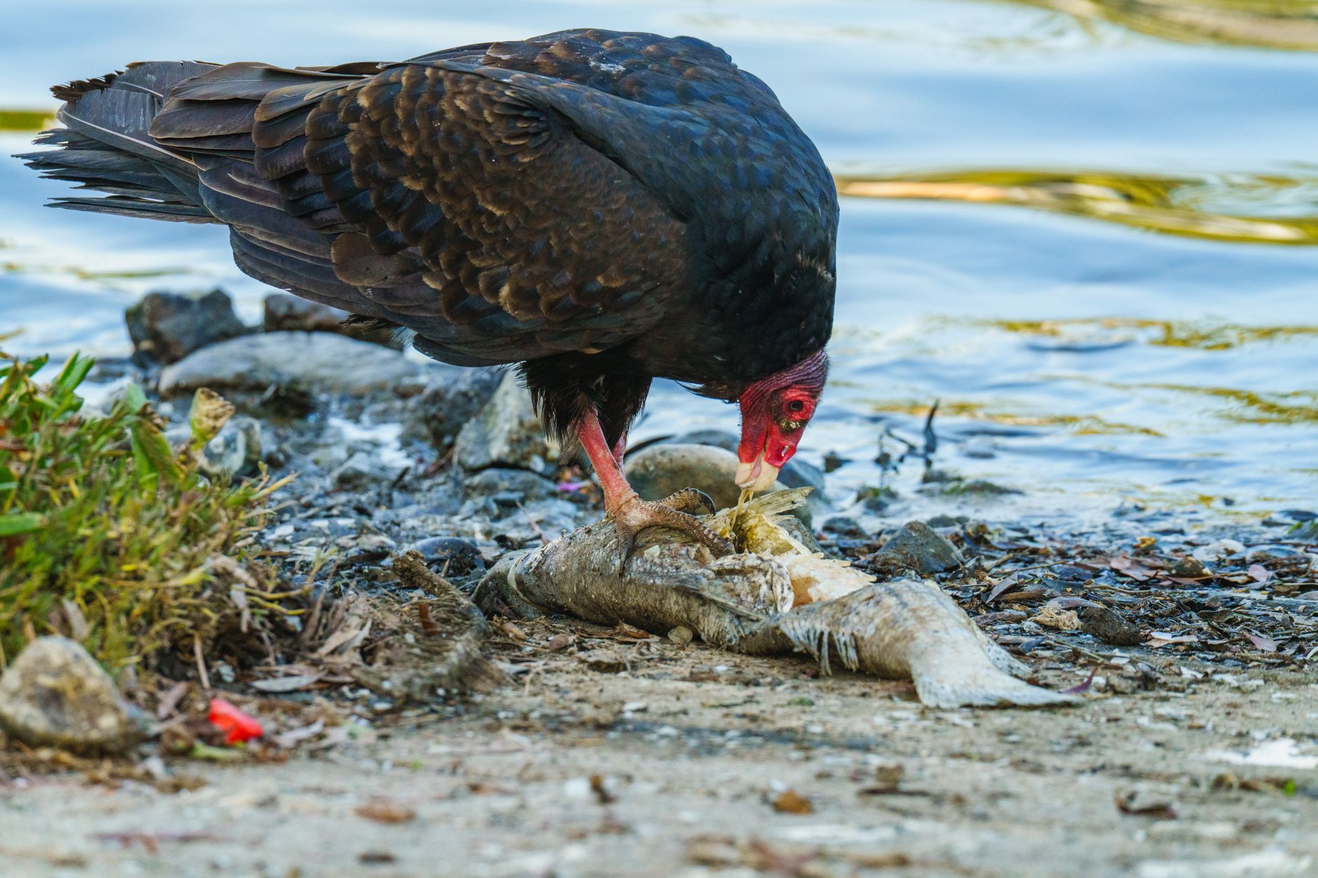 scavenger hunt organizer for events — A turkey vulture feeding on a fish near a lake, showcasing nature's ecosystem.