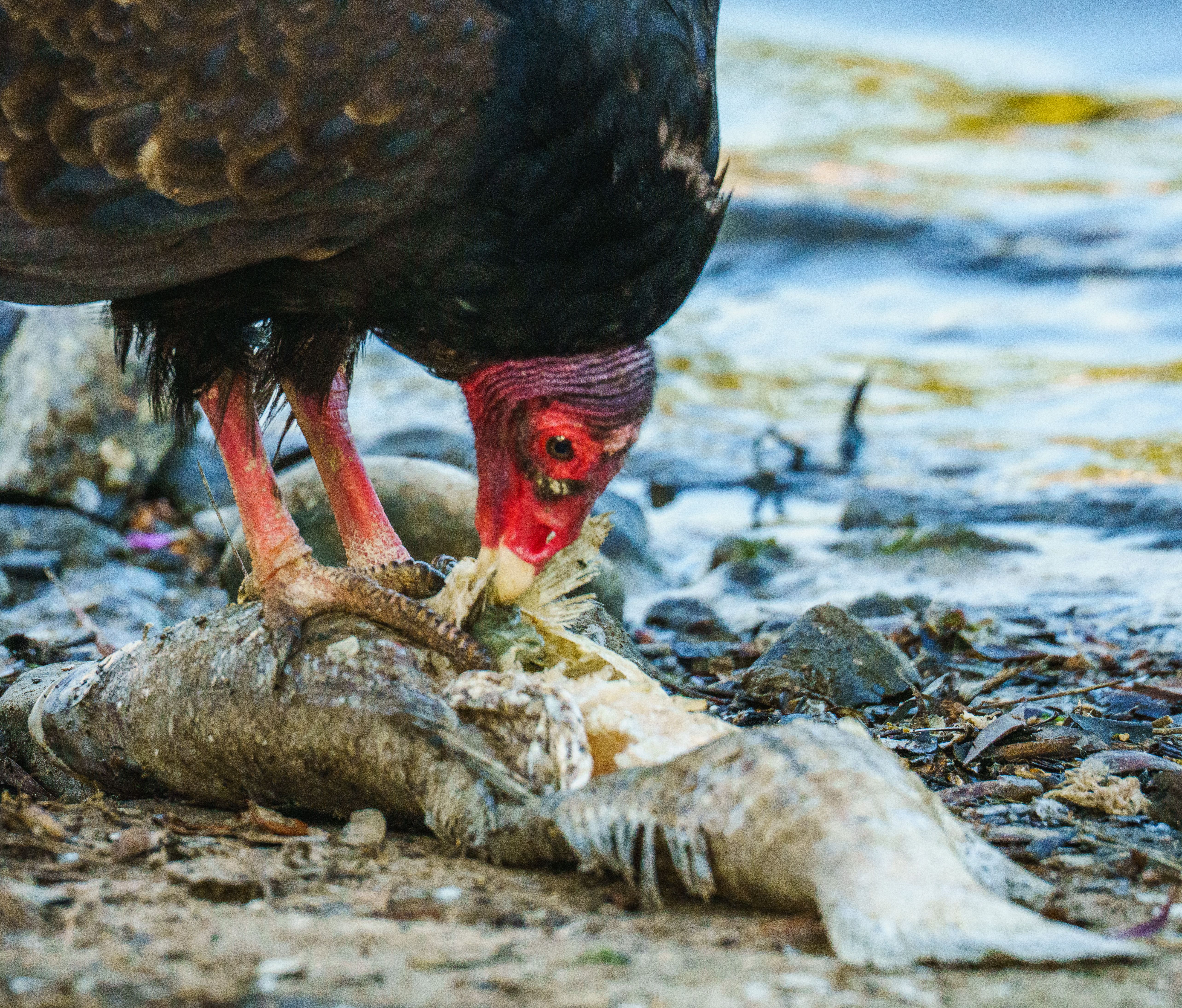 Carrion emerges as a key force shaping ecosystems, disease and human evolution