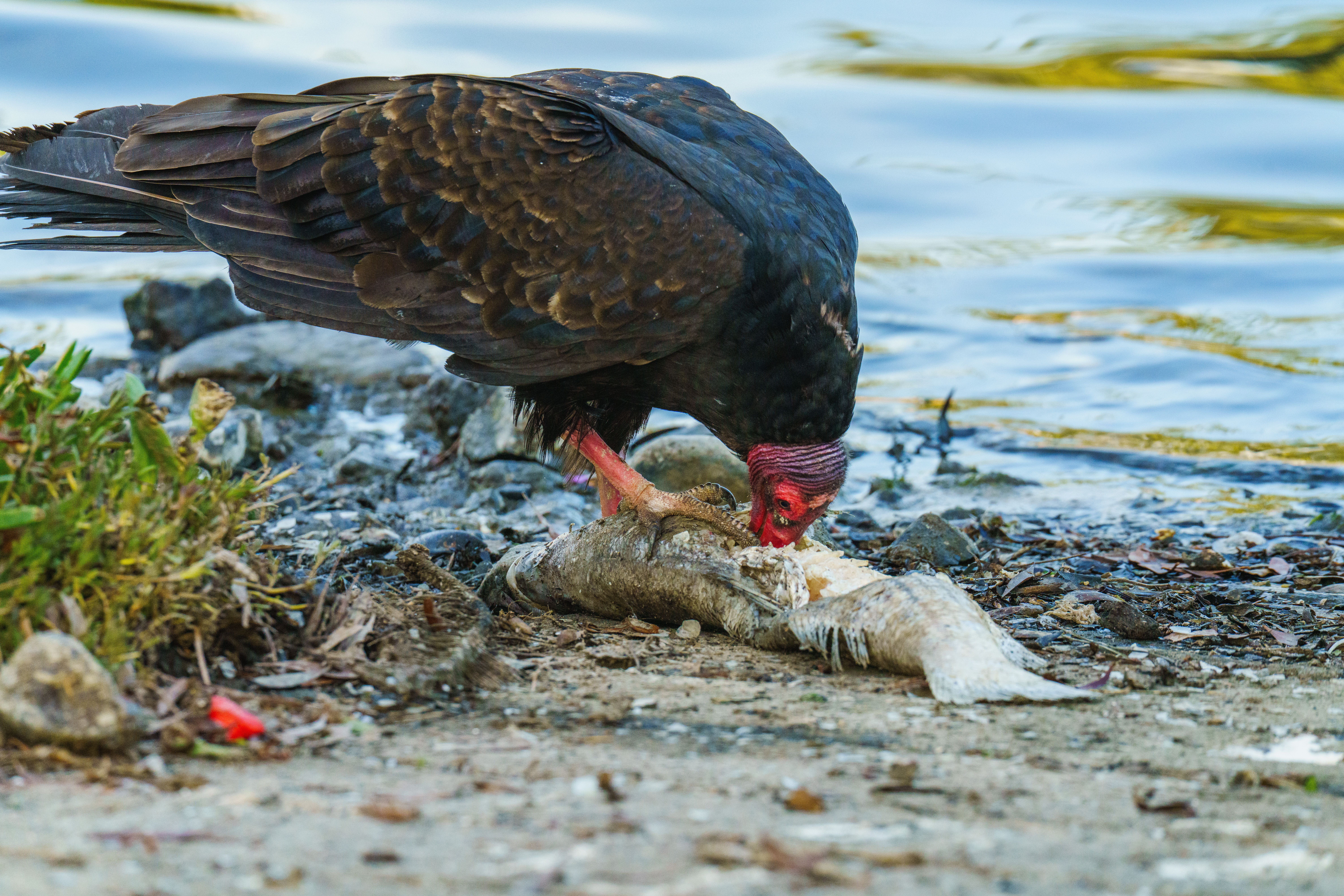 A vulture is seen feeding on a fish by the lake, depicting a raw scene of nature.