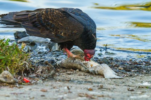 Free A vulture is seen feeding on a fish by the lake, depicting a raw scene of nature. Stock Photo