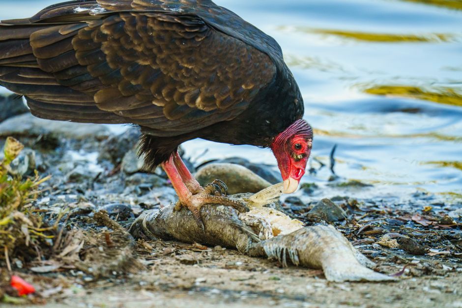 Fetiţă de 9 ani din Dâmboviţa, căutată după ce a dispărut de pe plaja Năvodari, sâmbătă după-amiază