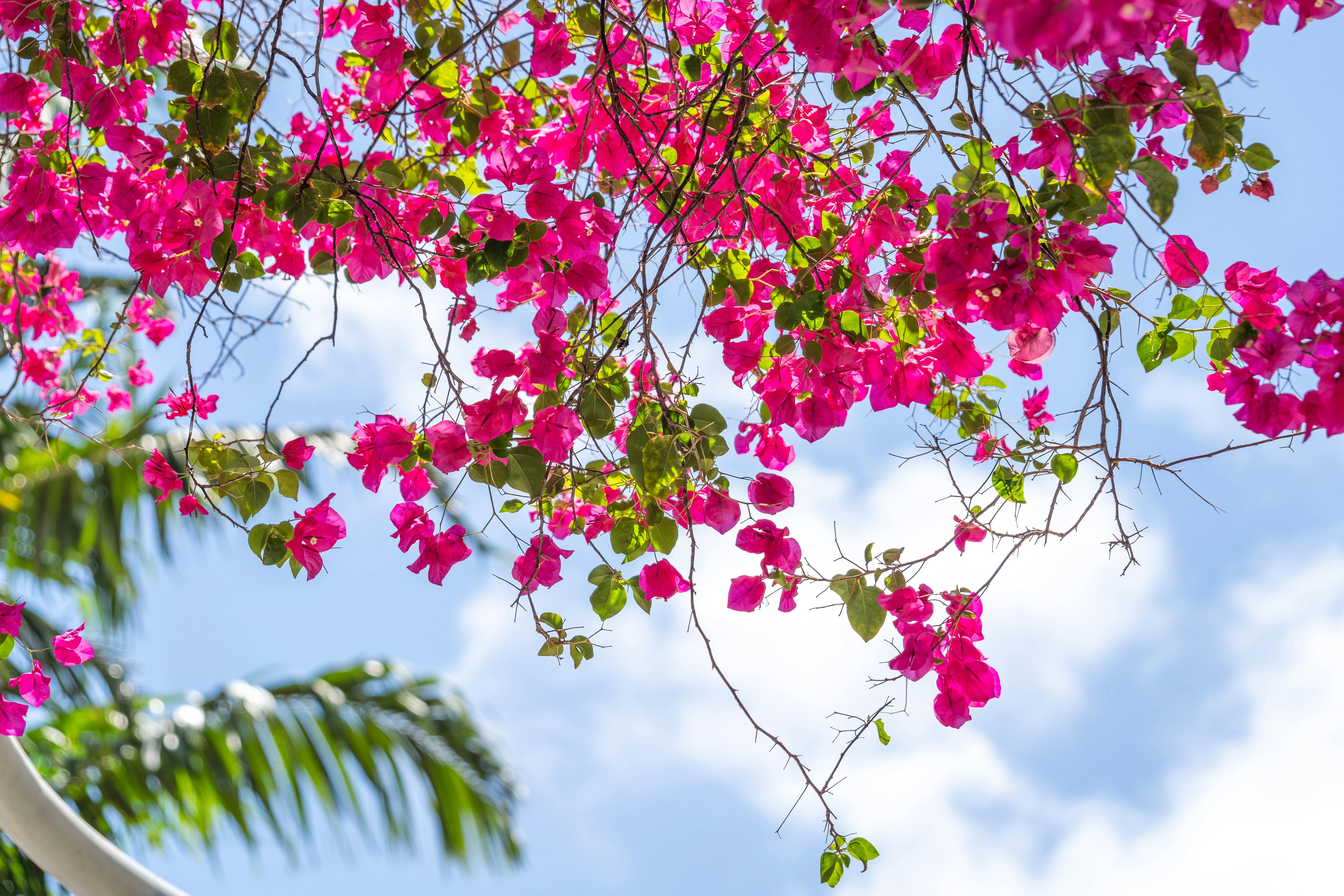 bougainvillea near a bright south-facing window - bougainvillea plant indoors