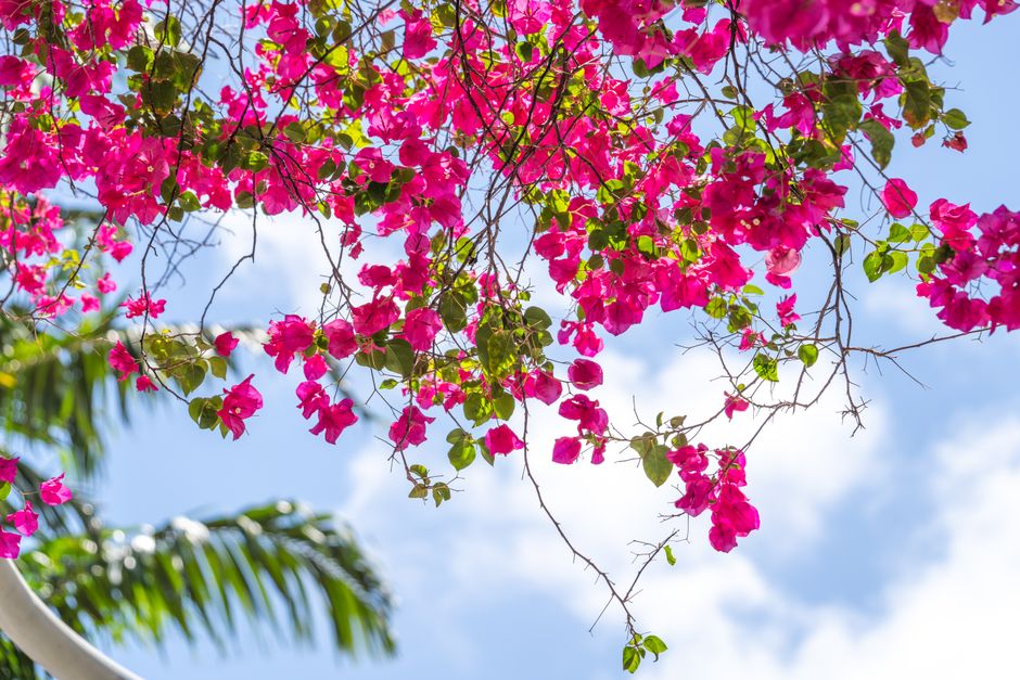 bougainvillea near a bright south-facing window - bougainvillea plant indoors bougainvillea near a bright south-facing window - bougainvillea plant indoors