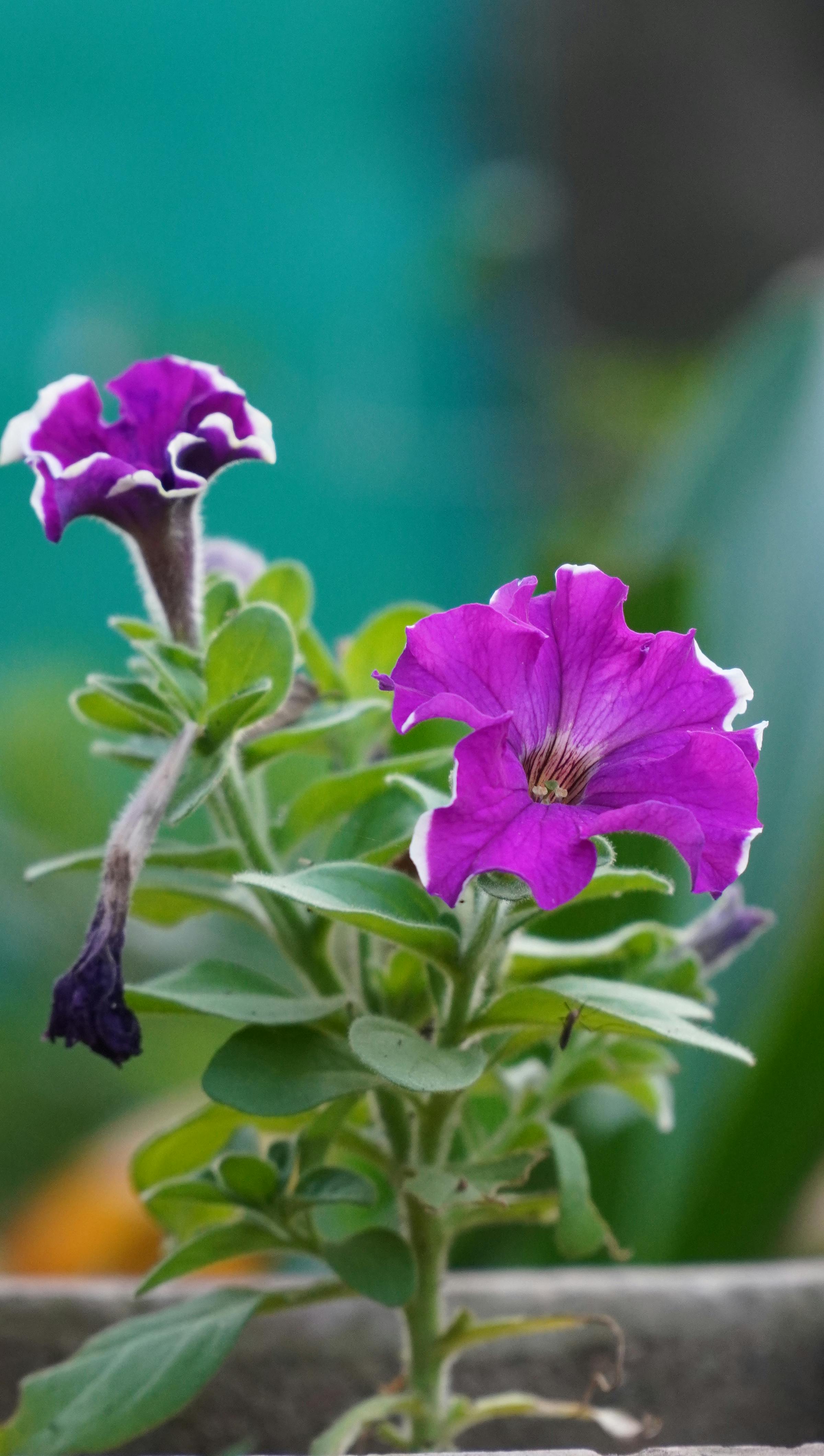 [ColoSach]-close-up-of-blooming-purple-petunias-with-green-blurred-background.