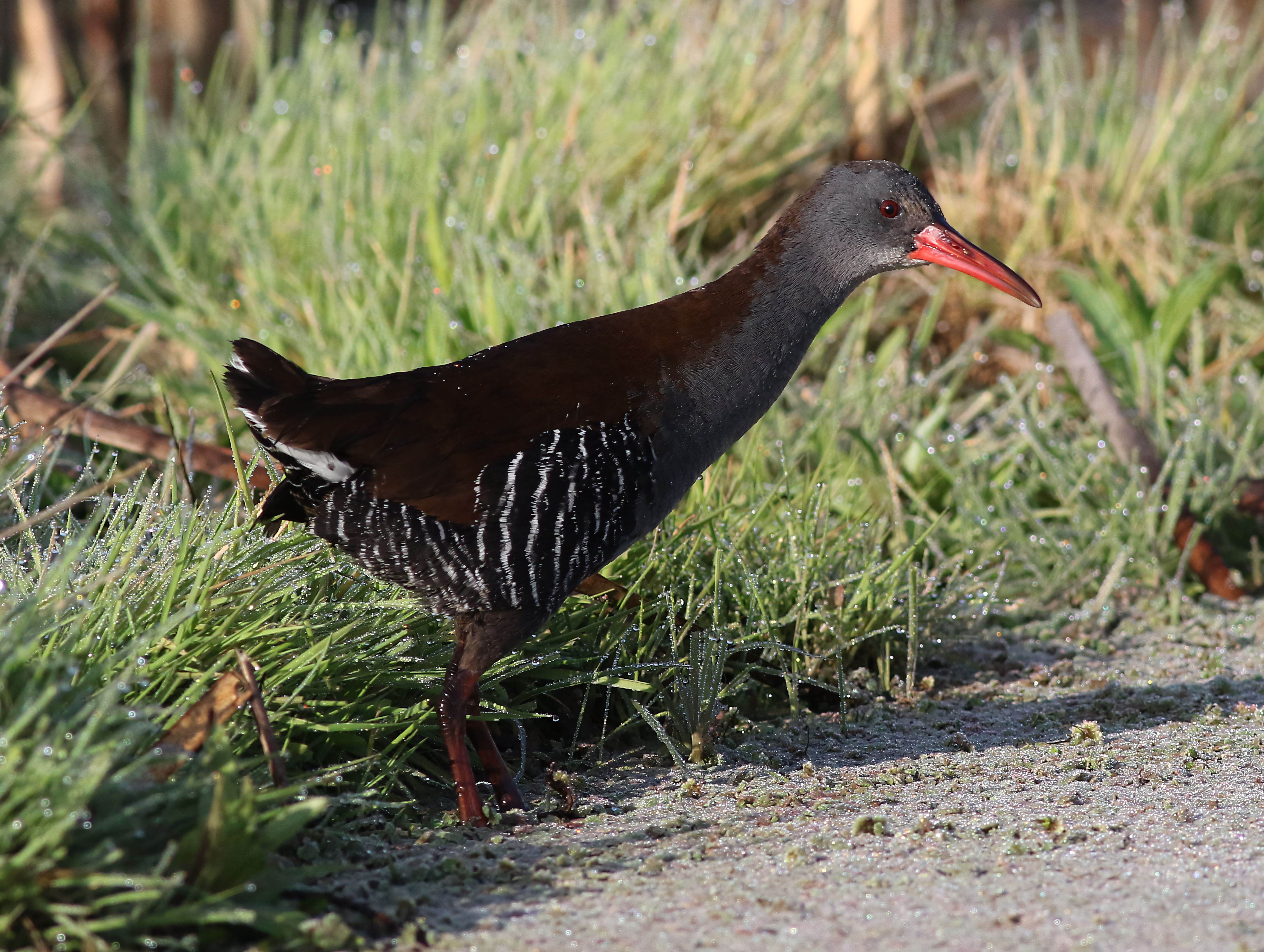 African Rail in Natural Wetland Habitat · Free Stock Photo