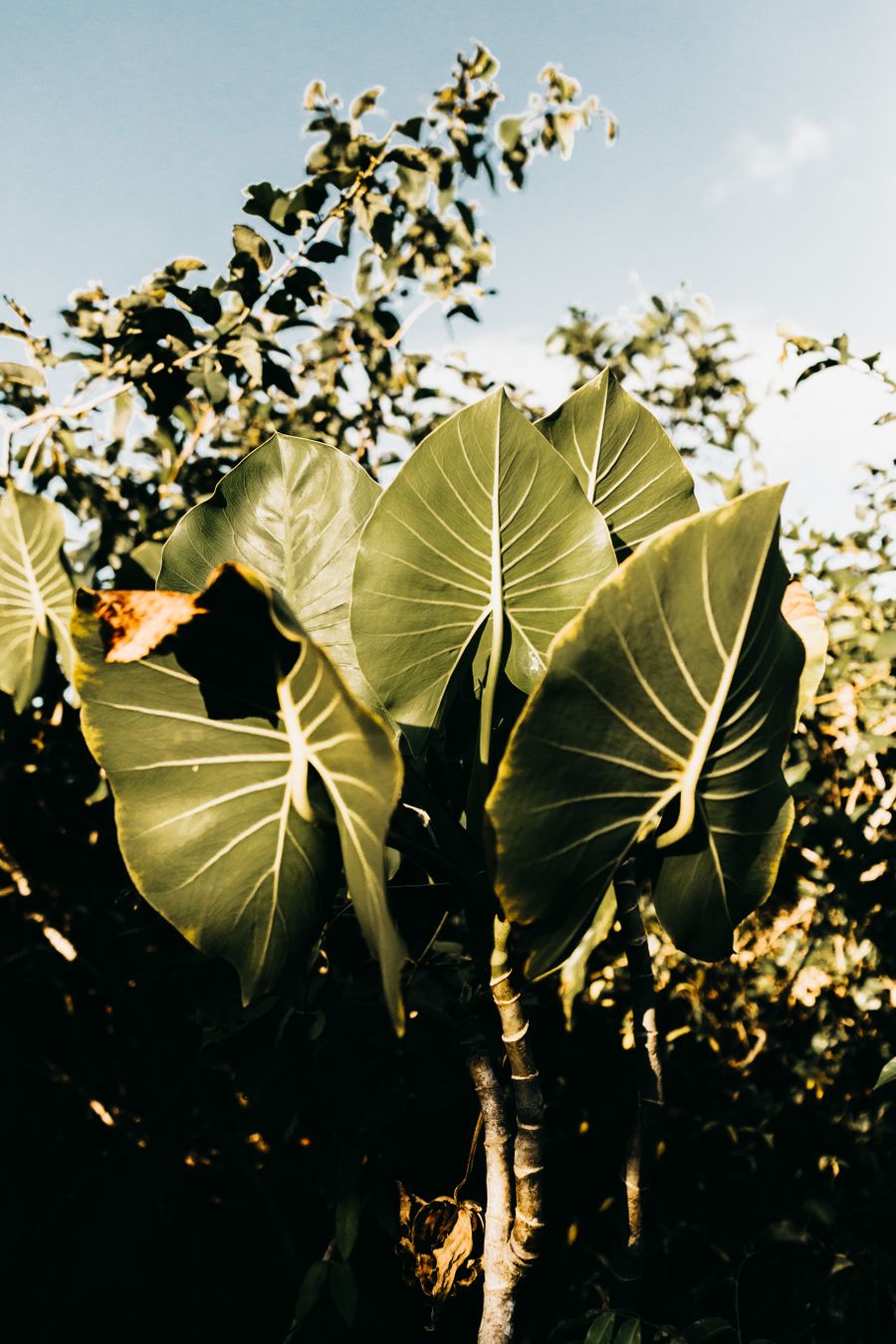 Sun setting over golden grapevines at Duskvine estate
