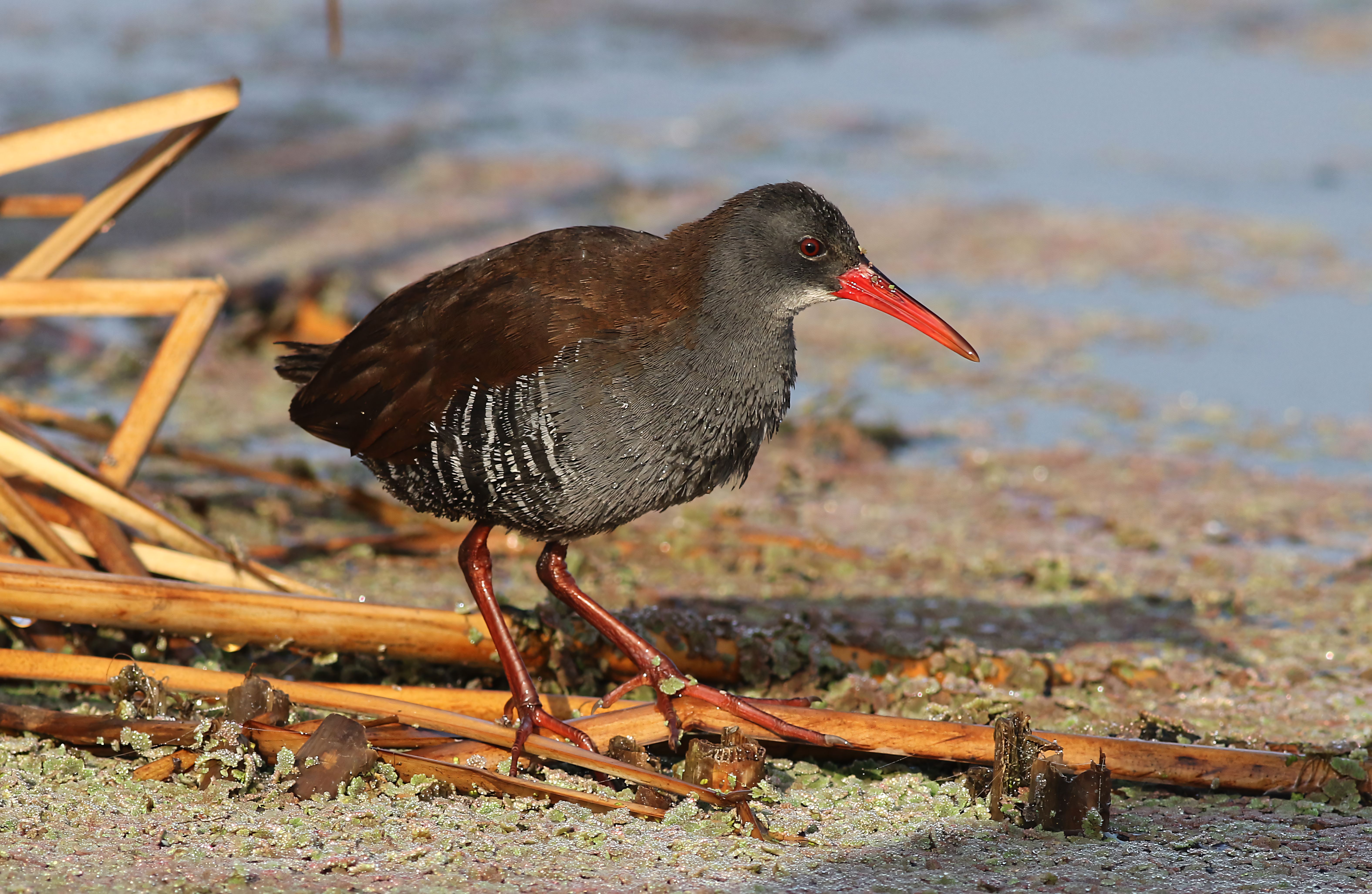 African Rail Bird in Wetland Habitat · Free Stock Photo