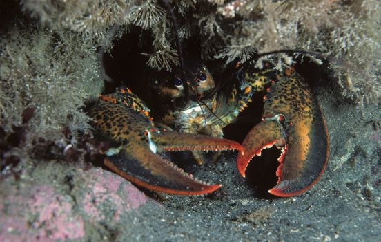 American lobster hiding in marine environment, showcasing vivid colors and natural habitat.