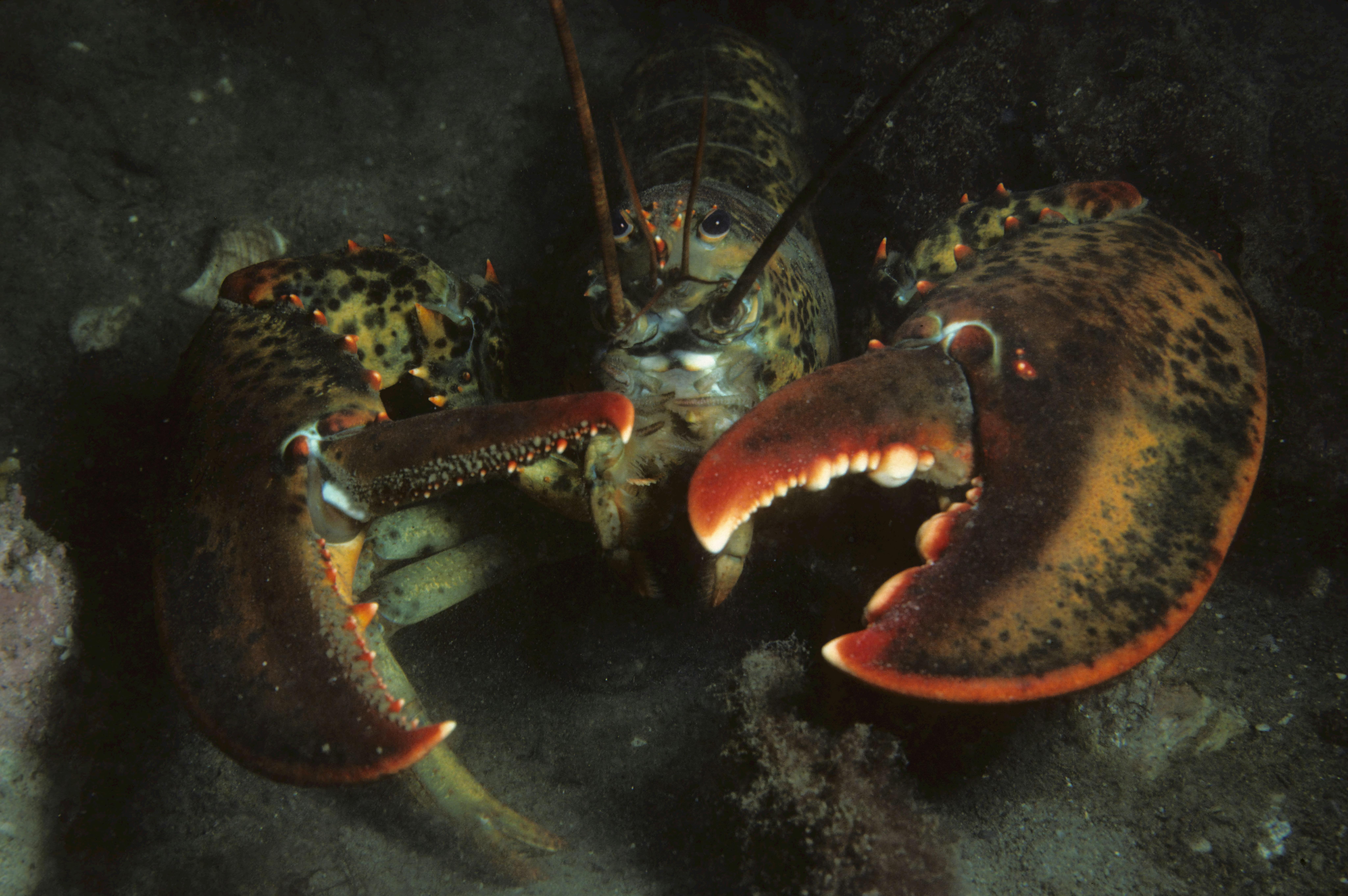 Underwater Photography Tips and Techniques for Stunning Shots