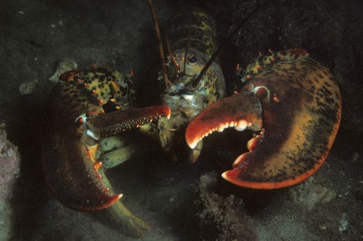 Detailed portrait of an American lobster (Homarus americanus) in its natural marine habitat.