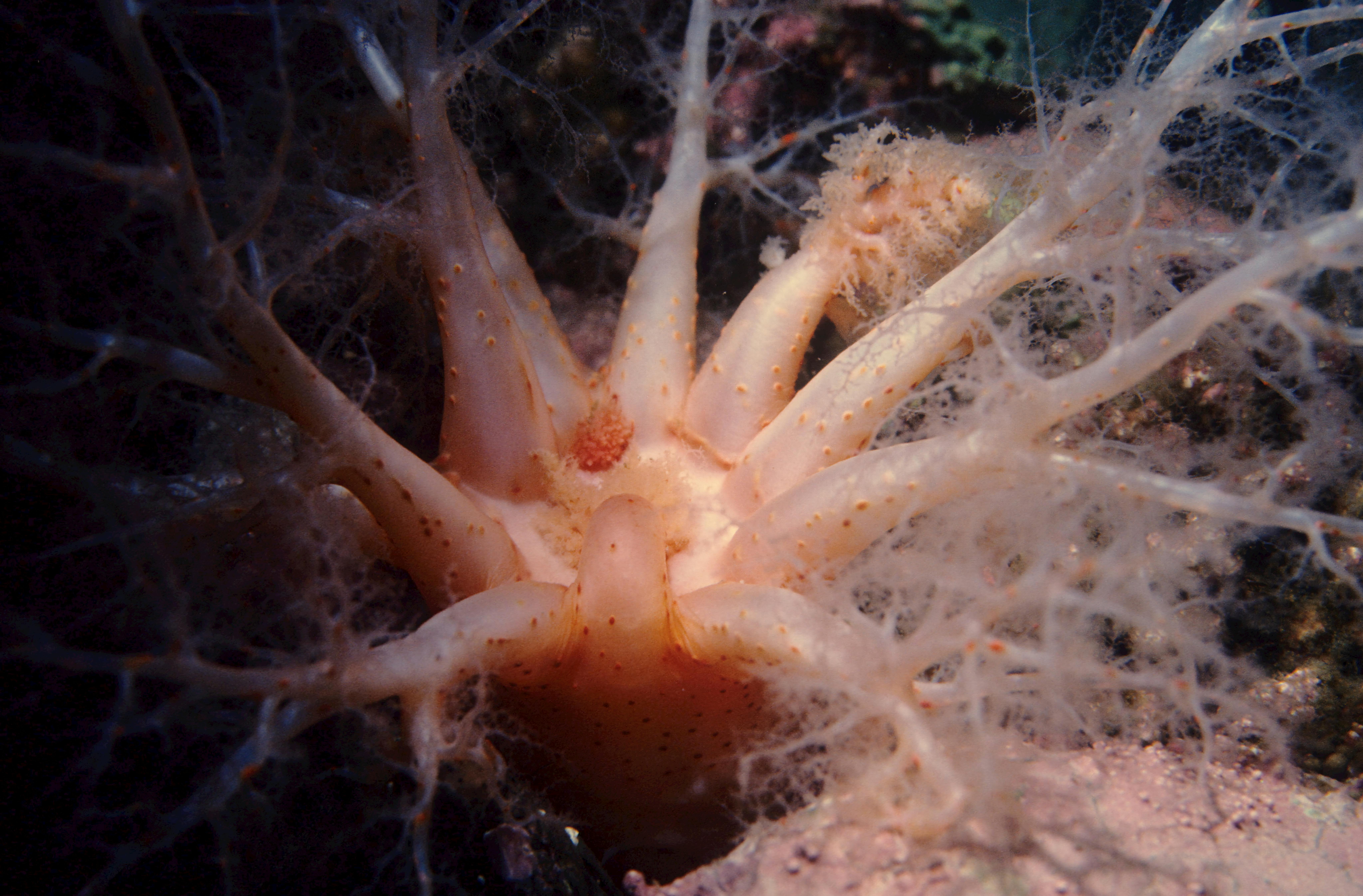 Legendary Sea Creatures of the Deep