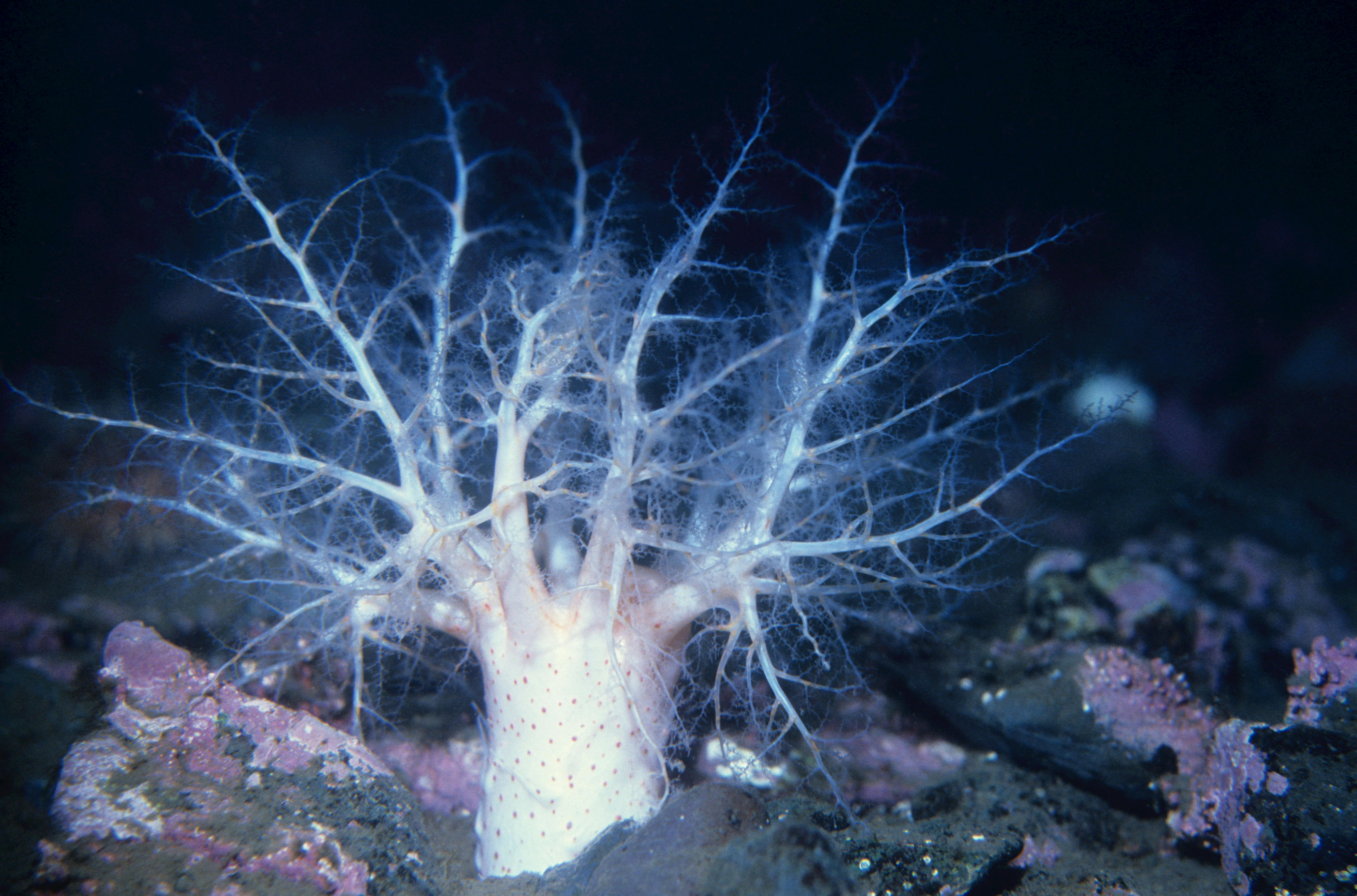 Stunning close-up of Psolus phantapus sea cucumber in its natural marine habitat.