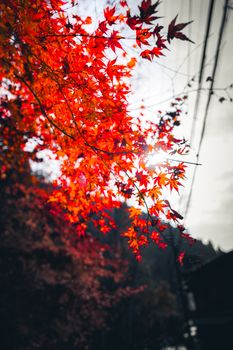 Bright red maple leaves glowing in autumn sunlight creating a vivid seasonal image.