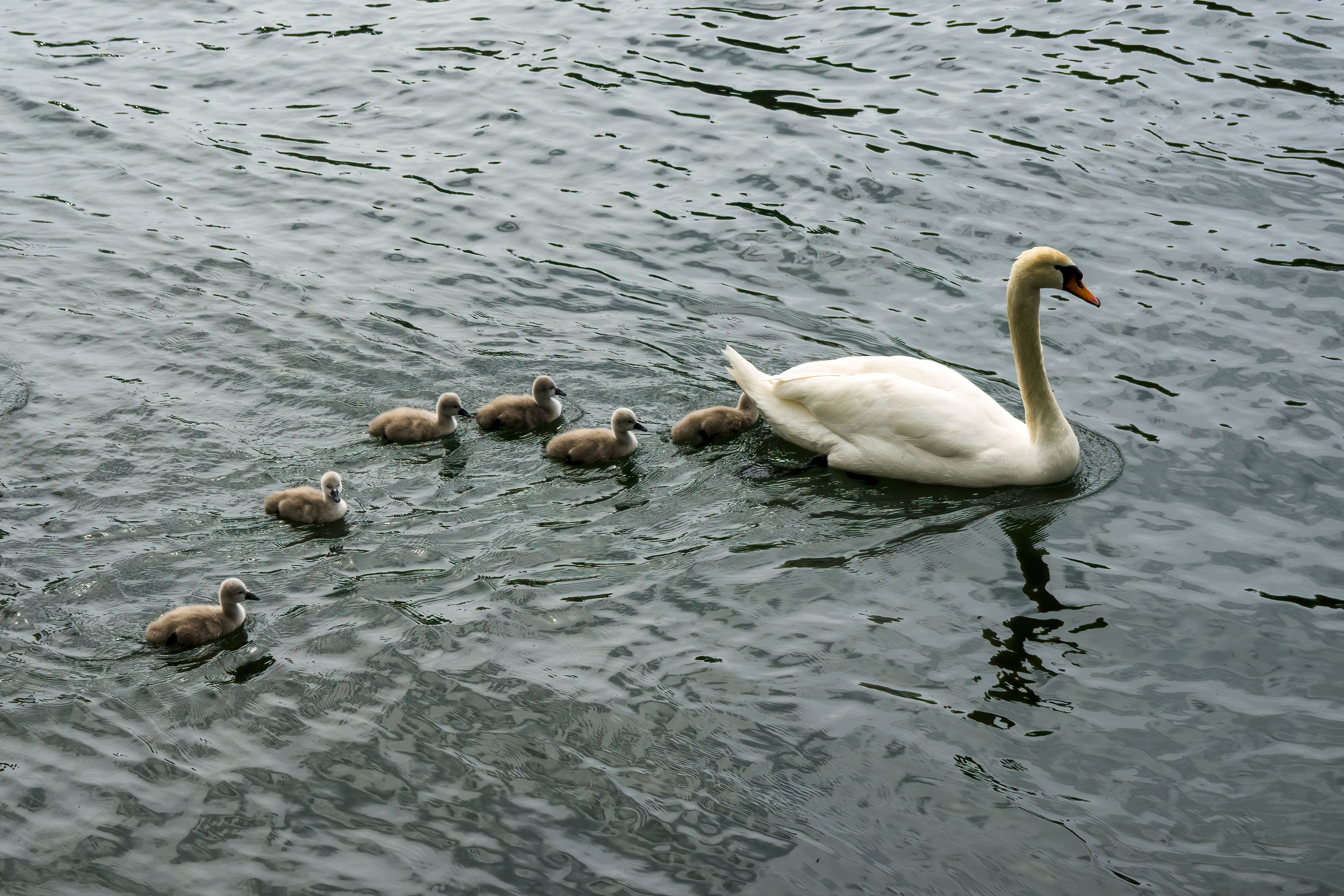 Swan and Cygnets Gracefully Swimming in Lake · Free Stock Photo