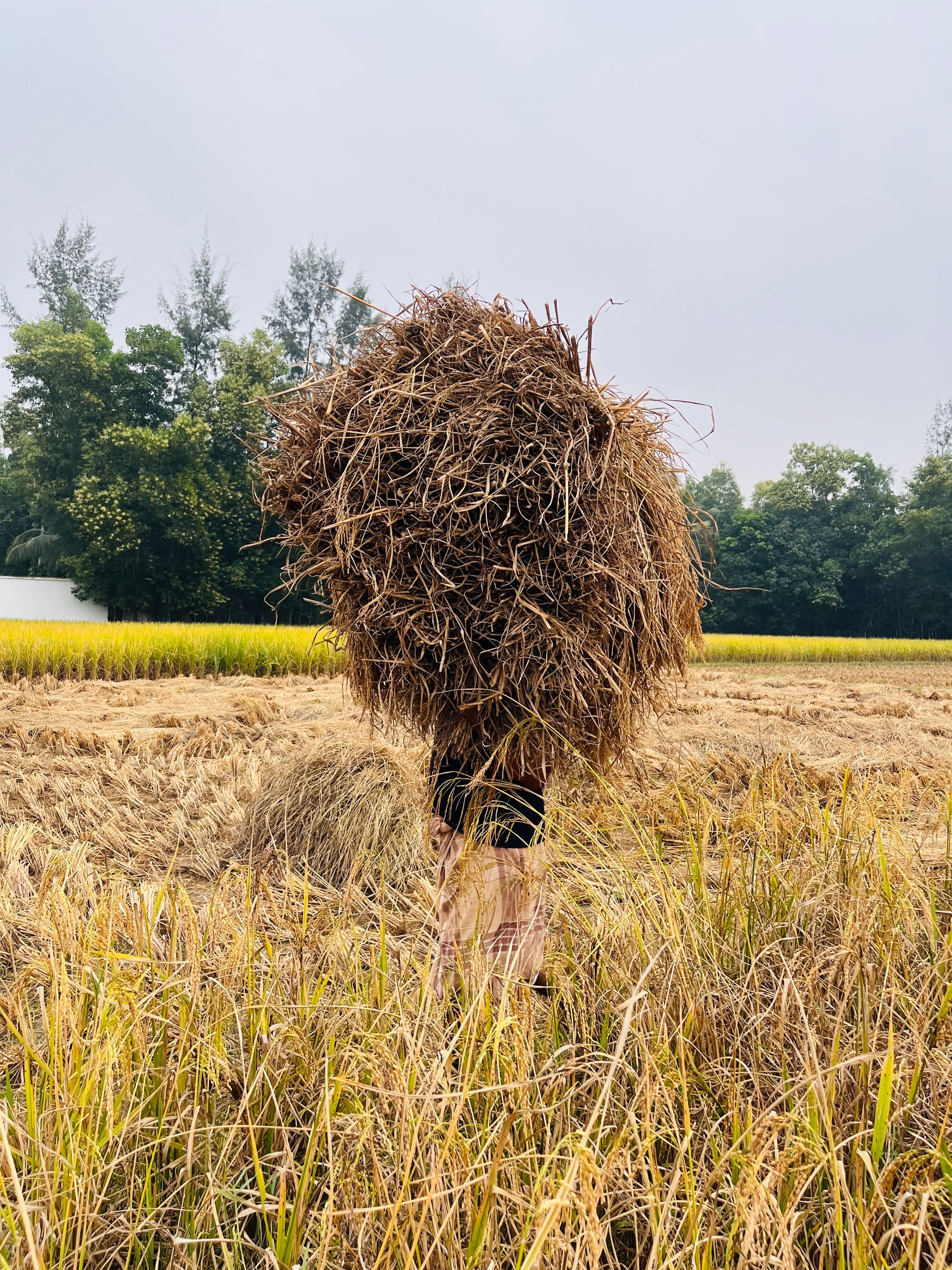 Farmer Carrying Harvested Rice in Field · Free Stock Photo