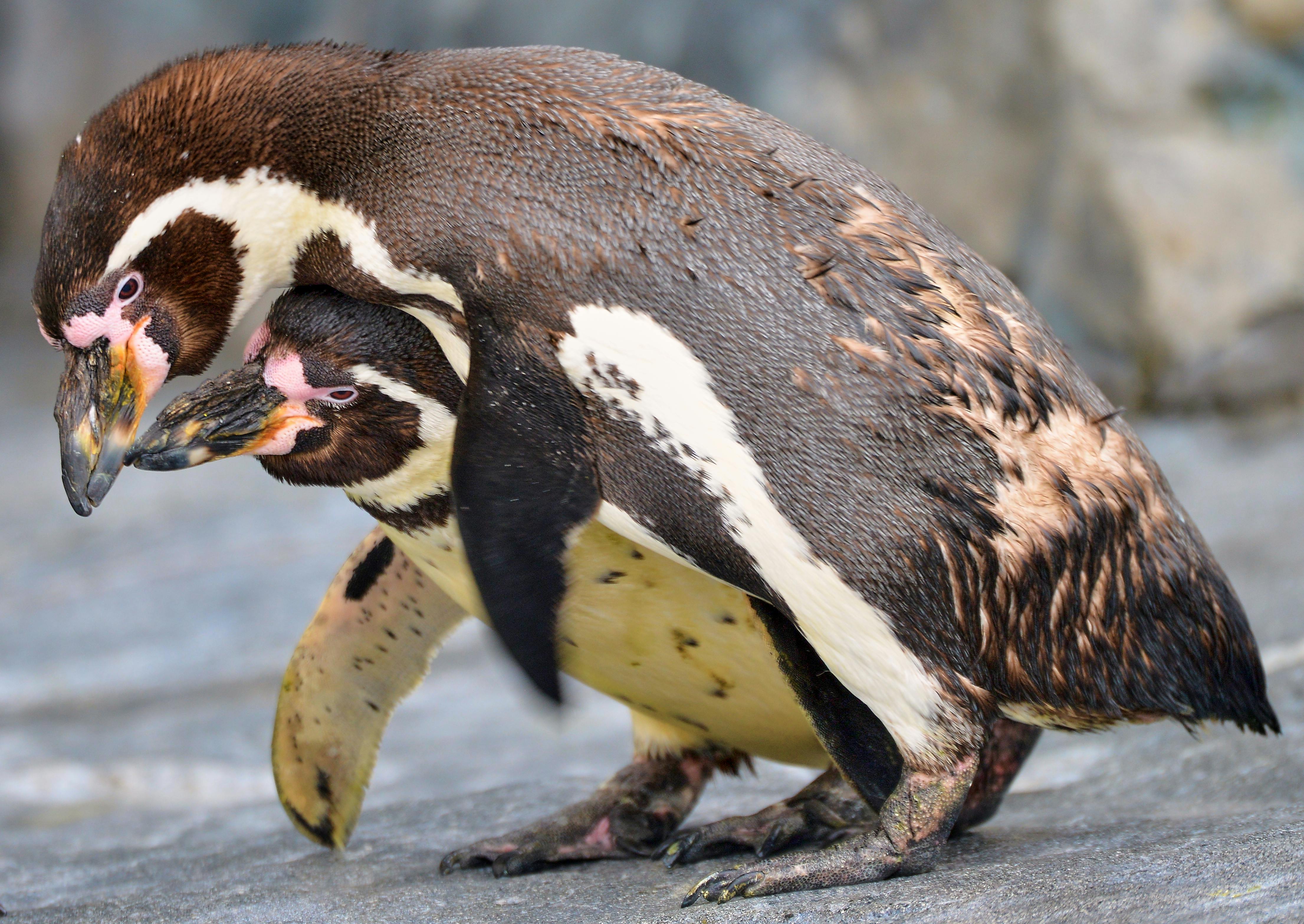 Free stock photo of a life, active travel, adorable animals
