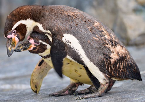 Humboldt penguins at a zoo in Hokkaido, Japan showcasing affection.