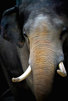 Image by Wilfred Panakkal